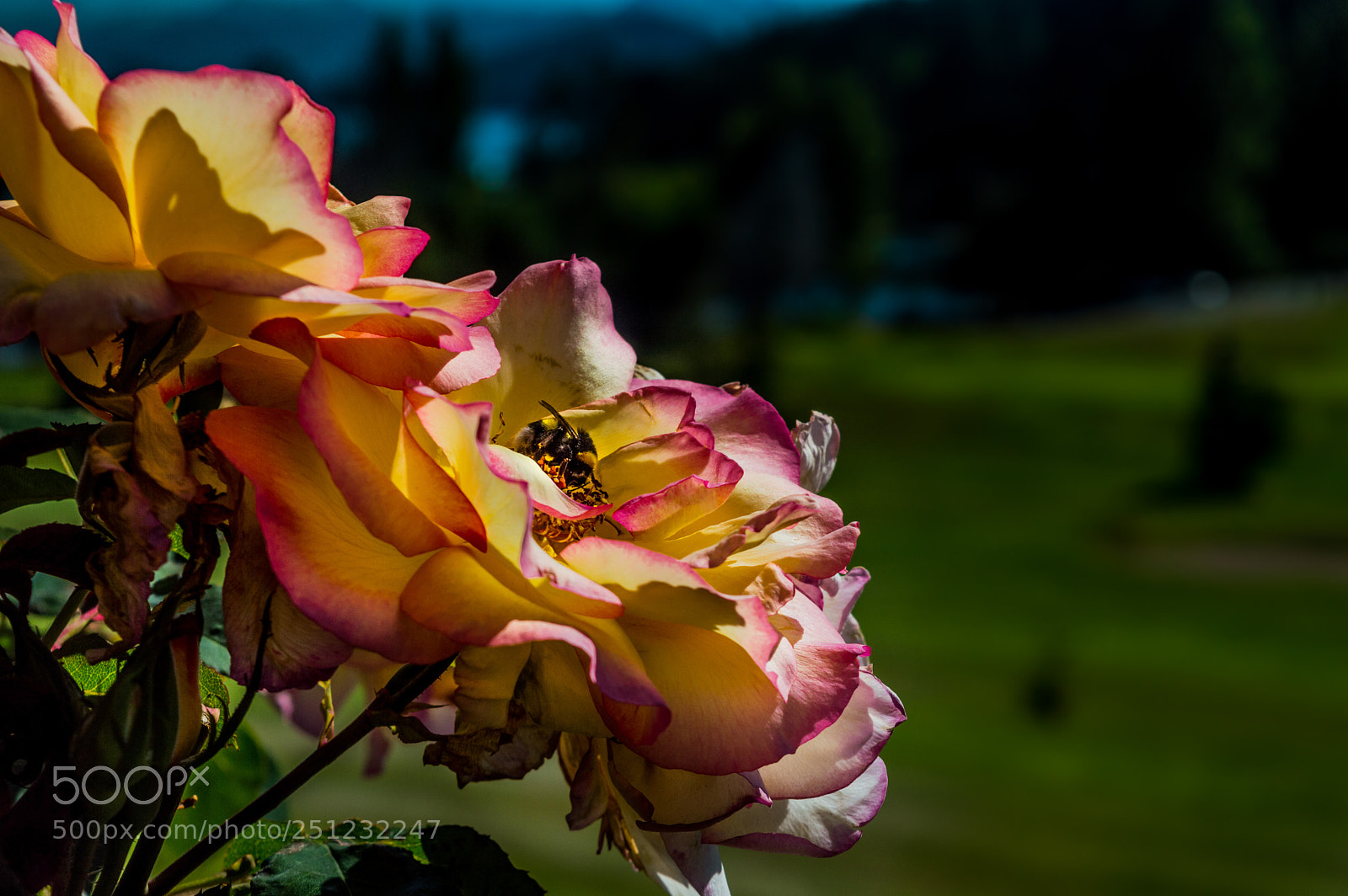 Nikon D3200 sample photo. Just a bee in photography