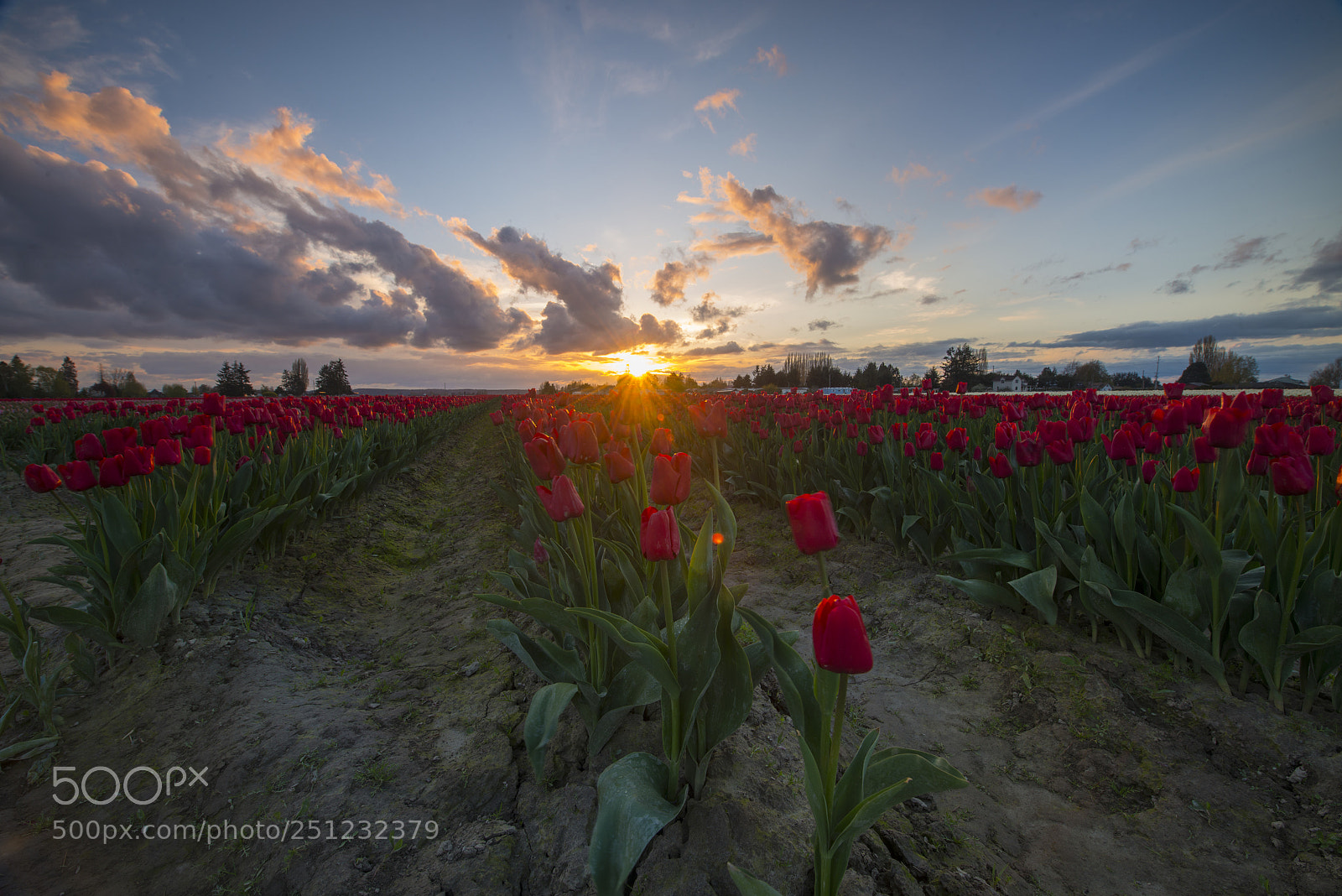 Nikon D800 sample photo. Tulip sunset photography