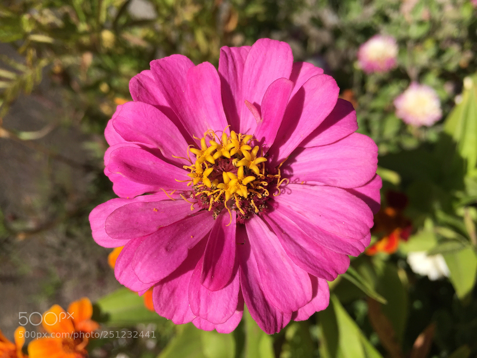 Apple iPhone 6 Plus sample photo. Pink zinnia photography