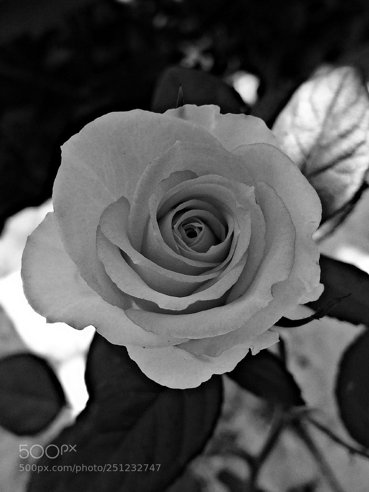 Apple iPhone 5s sample photo. Untitled photography