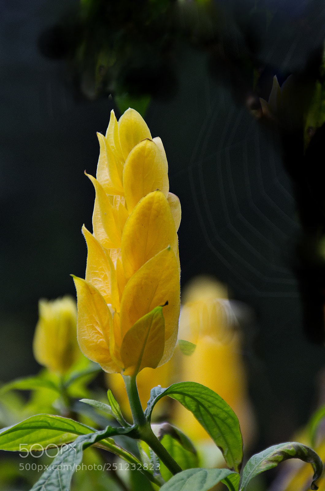 Nikon D7200 sample photo. Lollipop plant photography