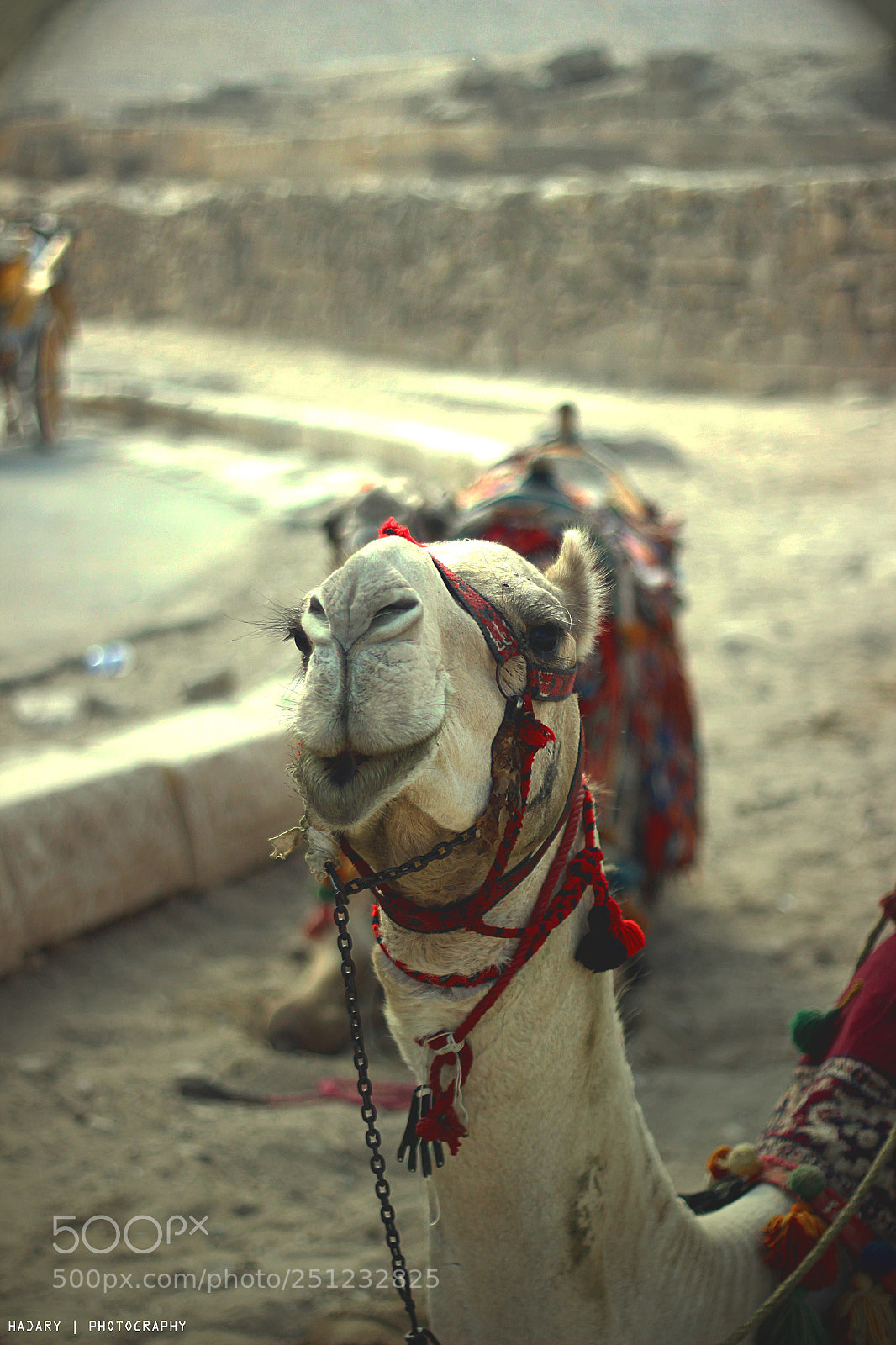 Canon EOS 600D (Rebel EOS T3i / EOS Kiss X5) sample photo. ورجعت  تاني #رأيكم  اهرامات مصر photography