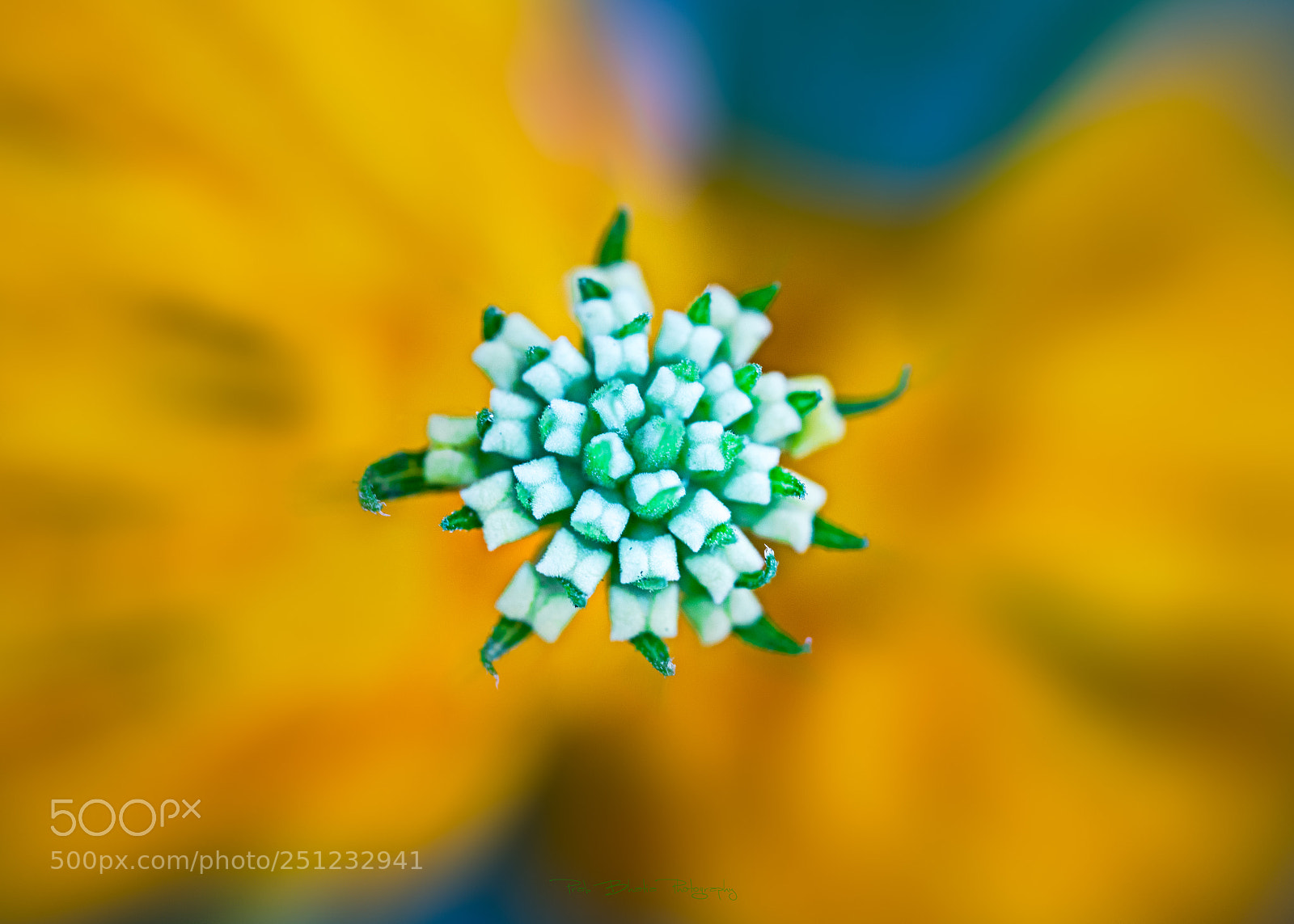Canon EOS 5D Mark IV sample photo. Stand out photography