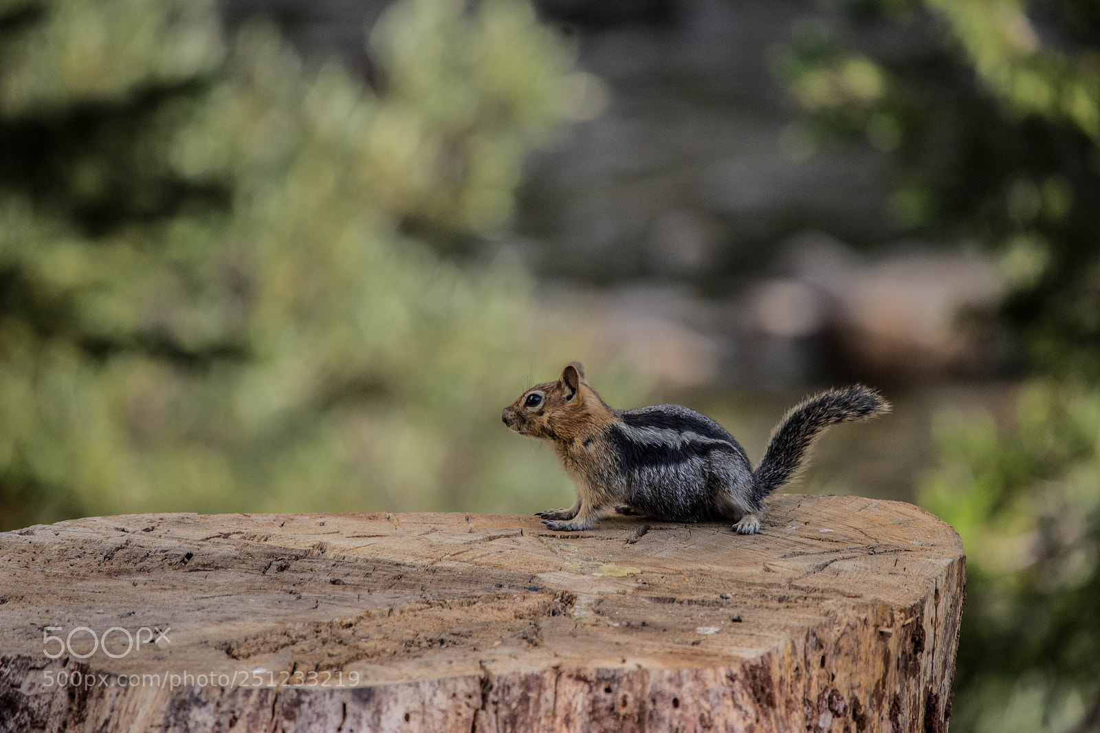 Canon EOS 1200D (EOS Rebel T5 / EOS Kiss X70 / EOS Hi) sample photo. Lake tahoe chipmunk photography