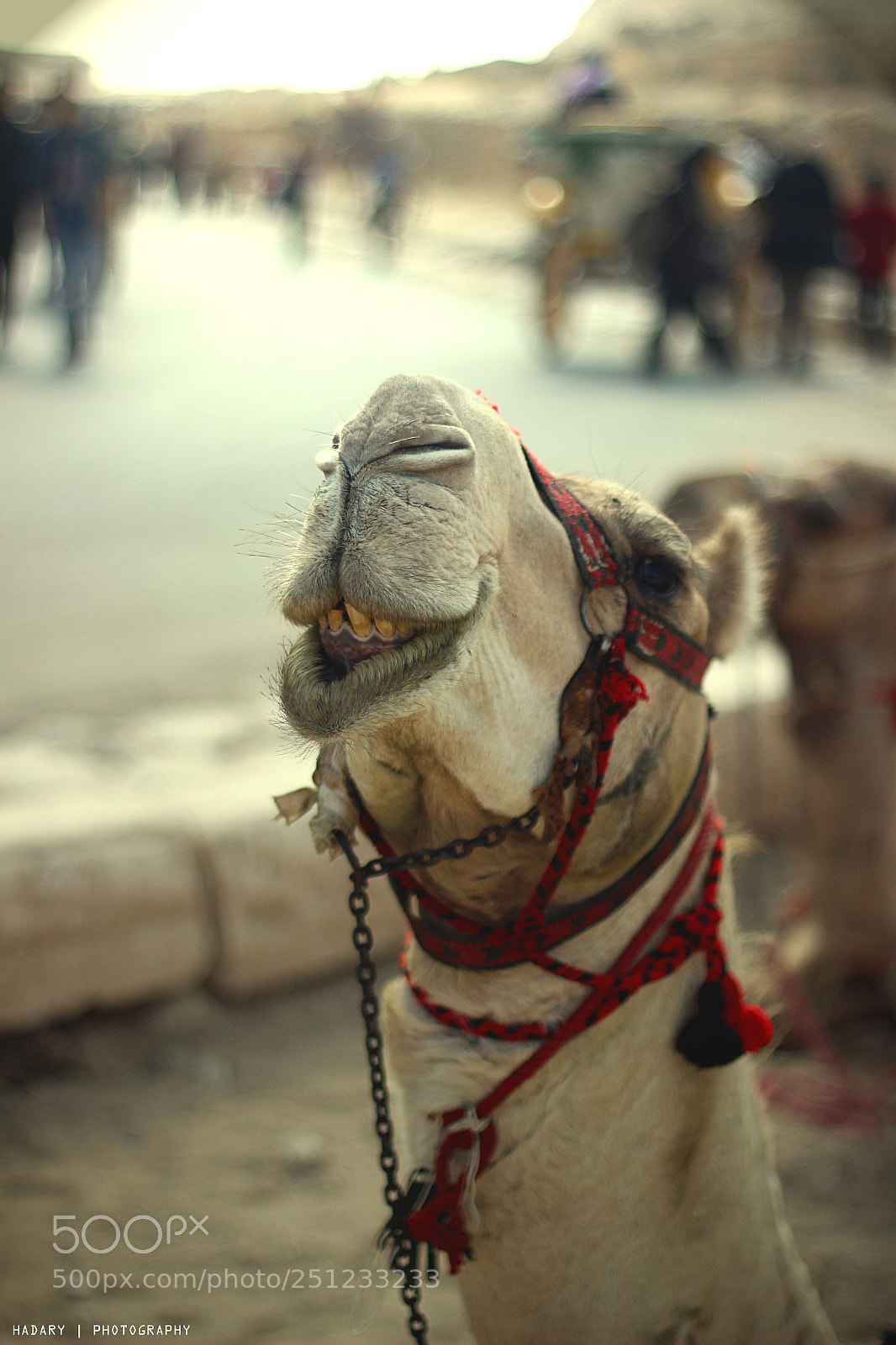 Canon EOS 600D (Rebel EOS T3i / EOS Kiss X5) sample photo. ورجعت  تاني #رأيكم  في الاهرمات مصر photography