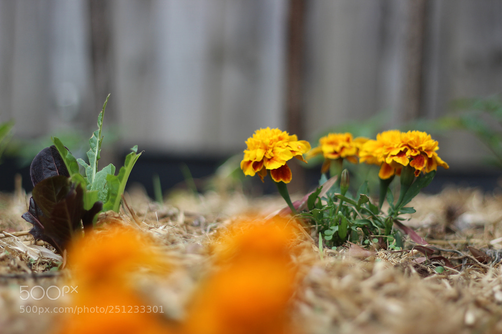 Canon EOS 600D (Rebel EOS T3i / EOS Kiss X5) sample photo. New season flowers photography