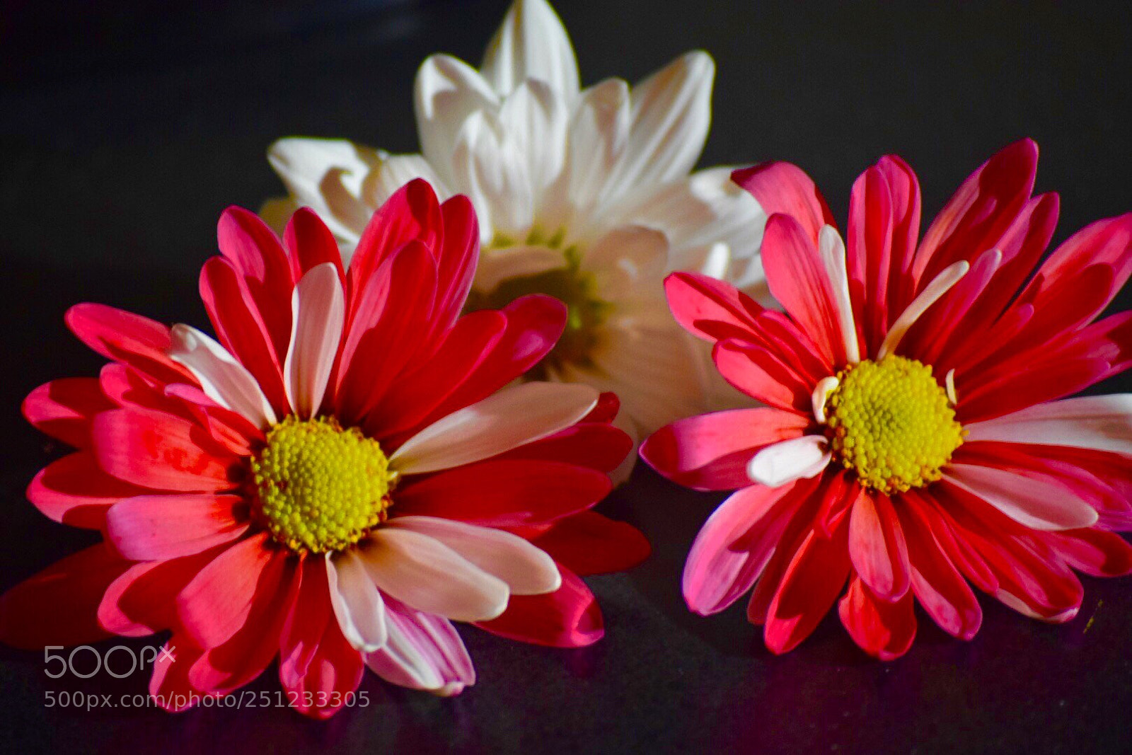 Nikon D5300 sample photo. Flower of the day? photography