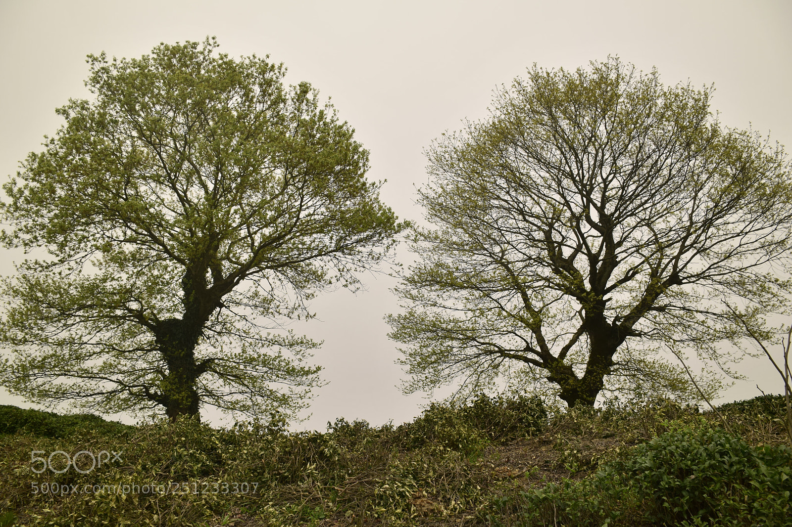 Nikon D5300 sample photo. Tree in garden photography