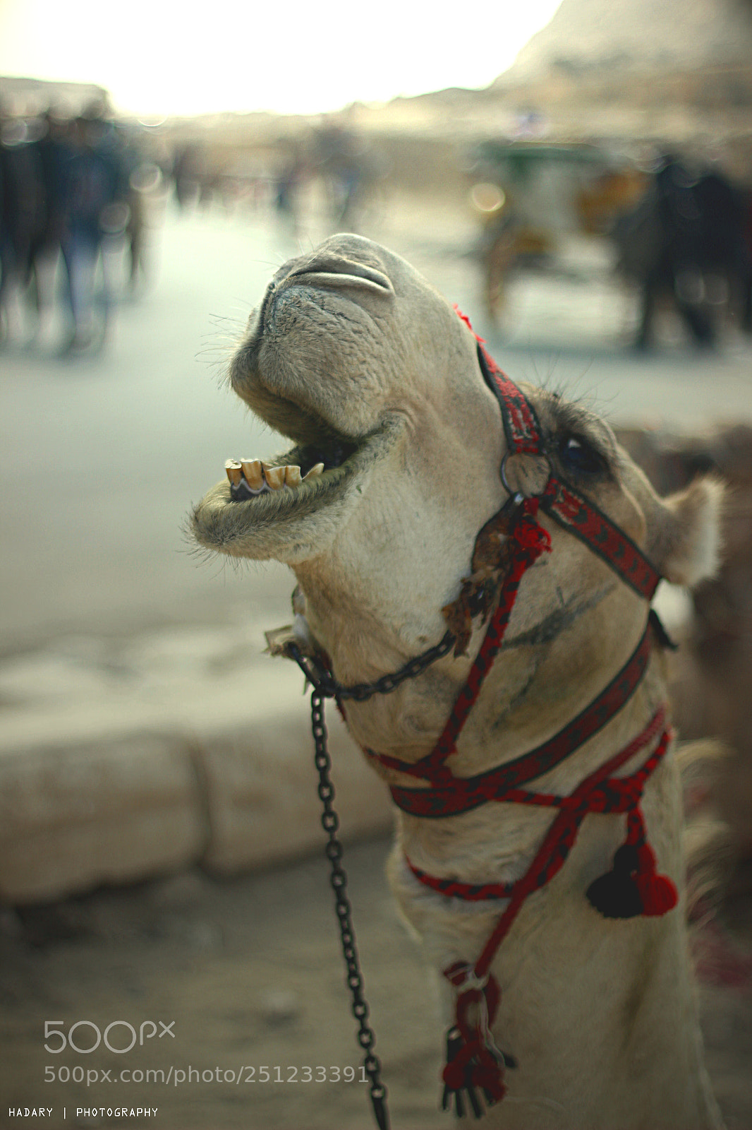 Canon EOS 600D (Rebel EOS T3i / EOS Kiss X5) sample photo. ورجعت  تاني #رأيكم    اجمل  :)  اهرامات مصر photography