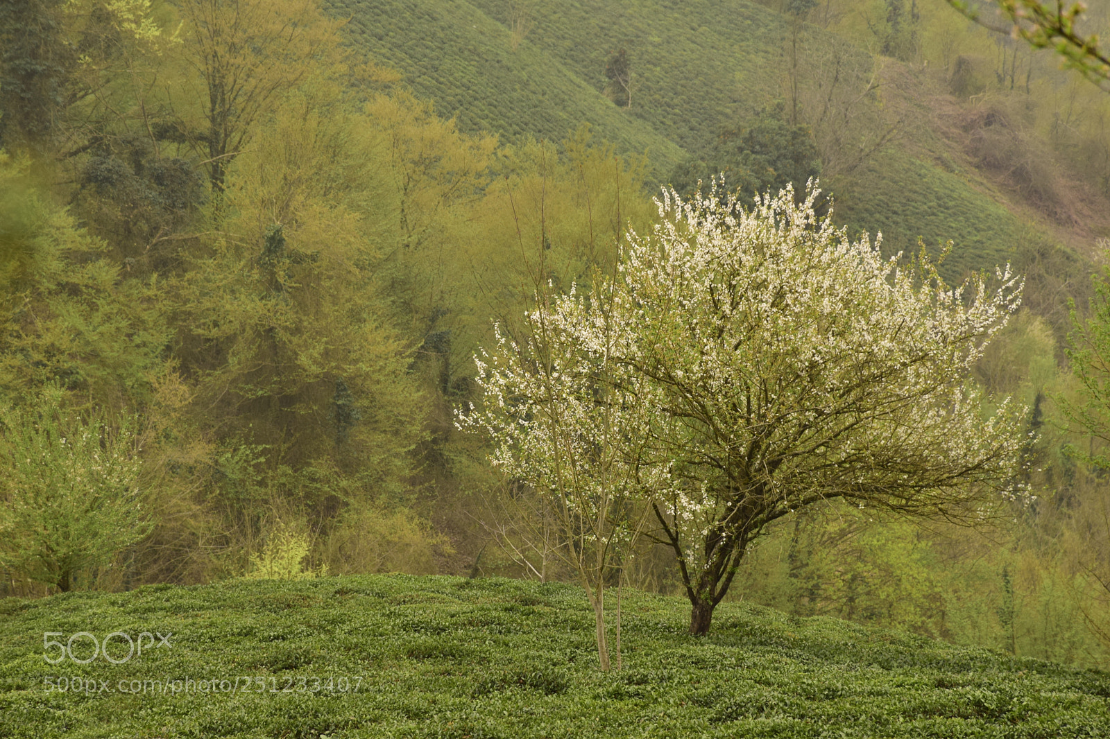 Nikon D5300 sample photo. Tree in spring photography
