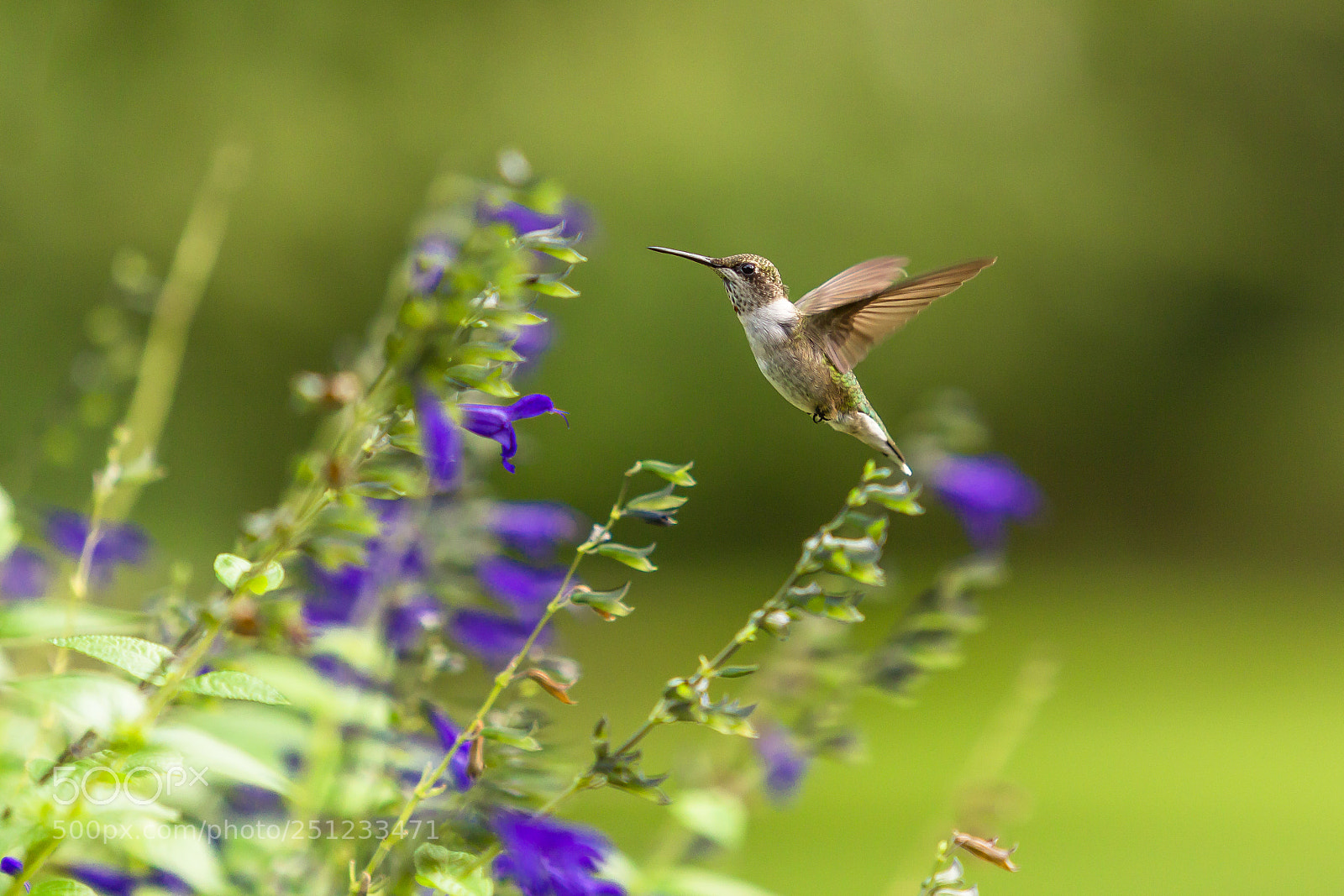Canon EOS 60D sample photo. Ruby-throated hummingbird photography