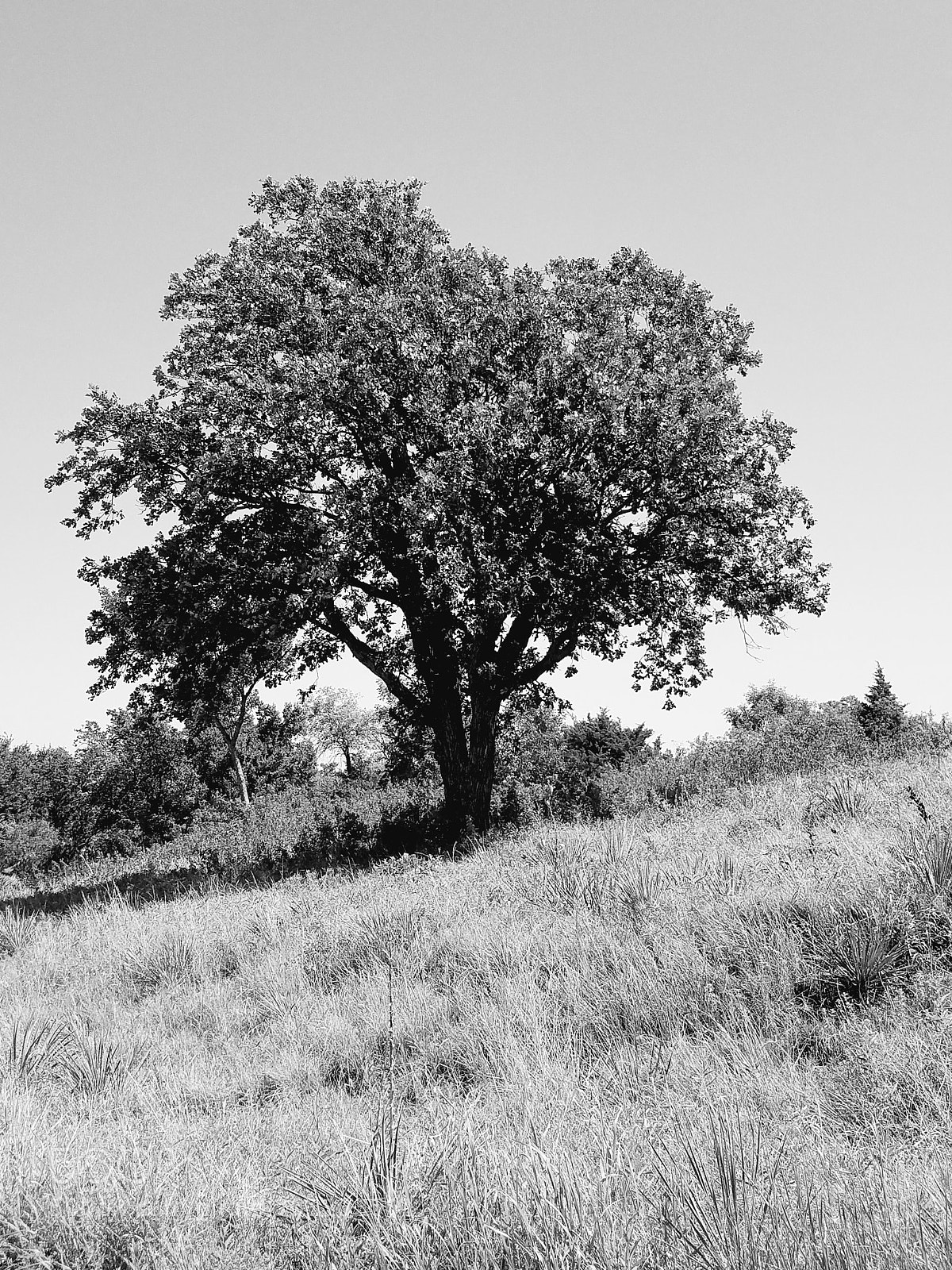 Samsung Galaxy S7 sample photo. Lone tree photography