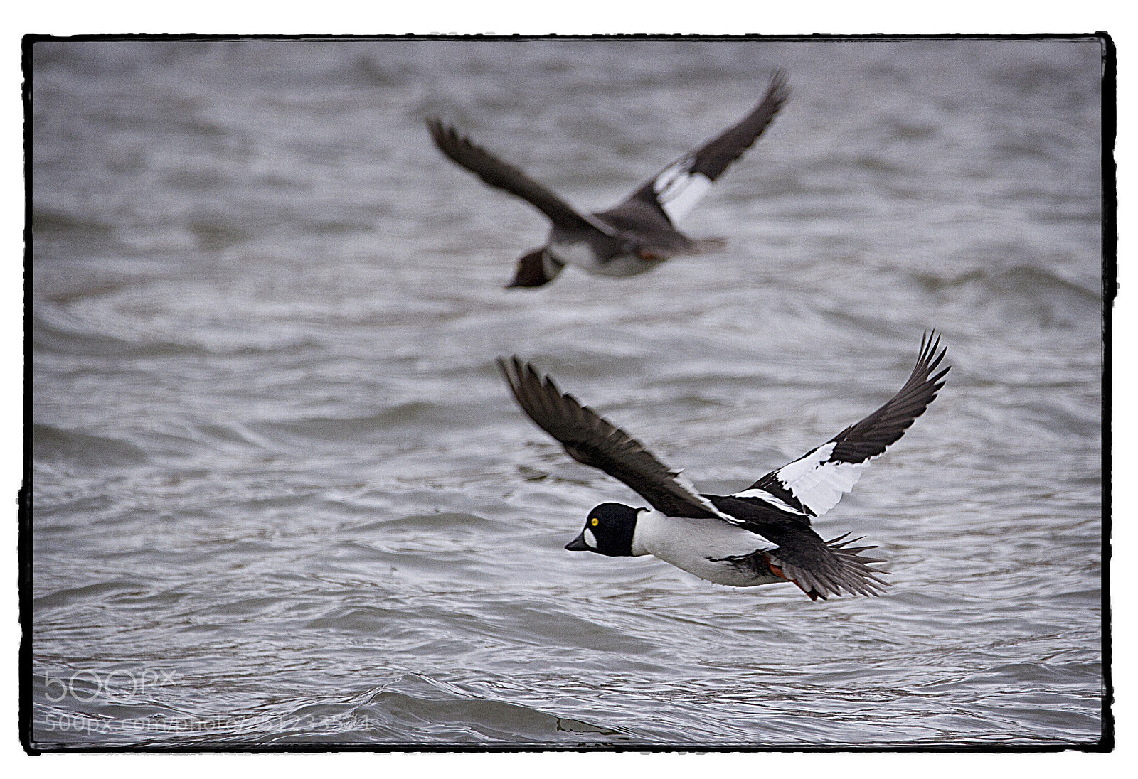Canon EOS 7D sample photo. Common goldeneyes in flight. photography