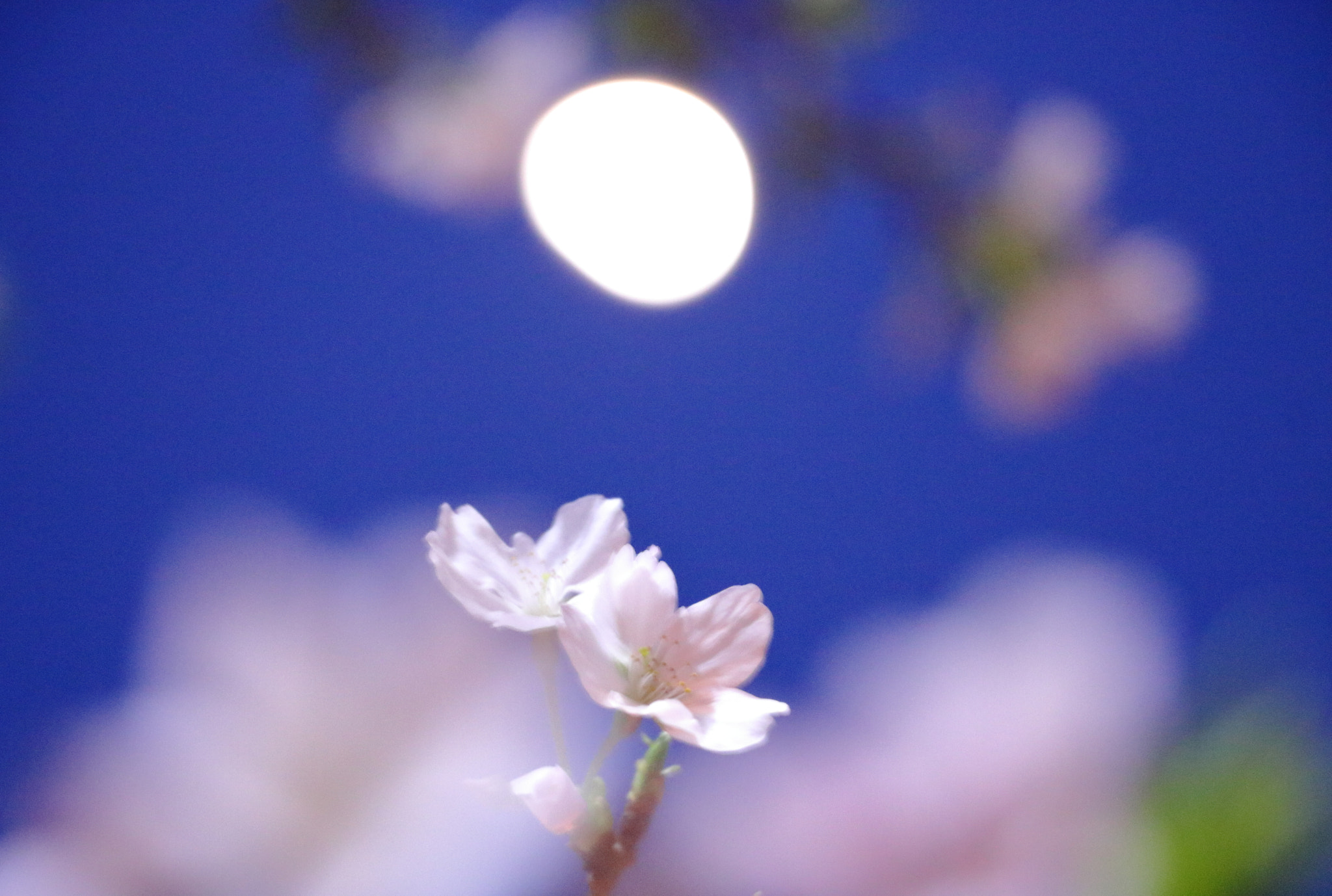 Canon EOS 760D (EOS Rebel T6s / EOS 8000D) + Canon EF-S 18-135mm F3.5-5.6 IS STM sample photo. Flowers under the moon photography