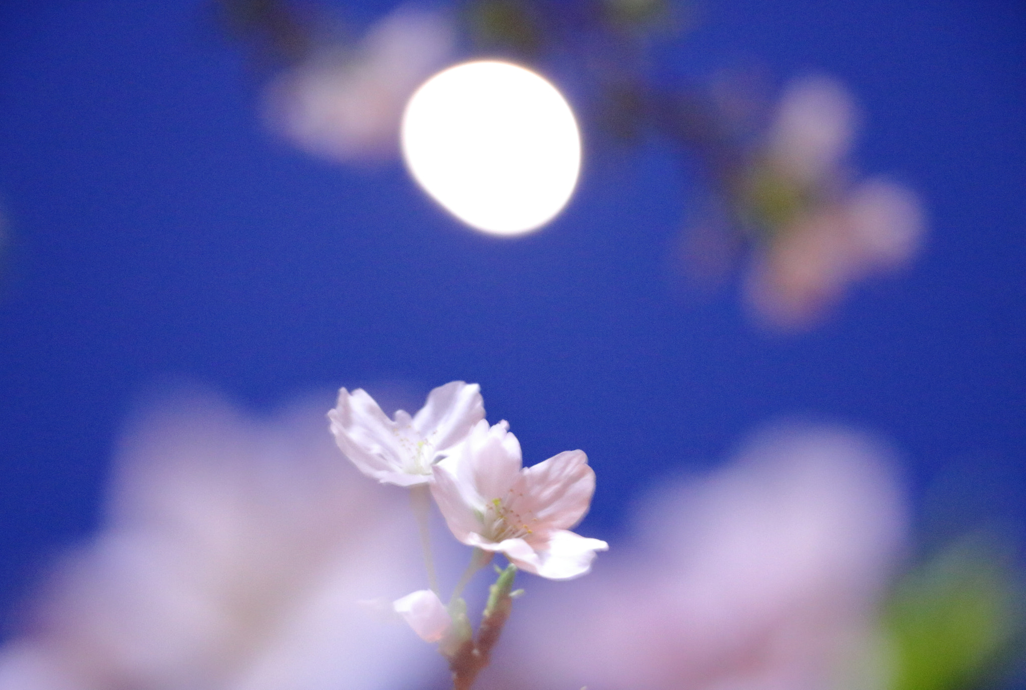 Canon EOS 760D (EOS Rebel T6s / EOS 8000D) sample photo. Flowers under the moon photography