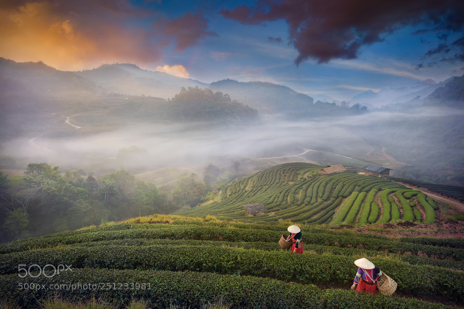 Nikon D750 sample photo. Tribal harvesting tea leaves photography