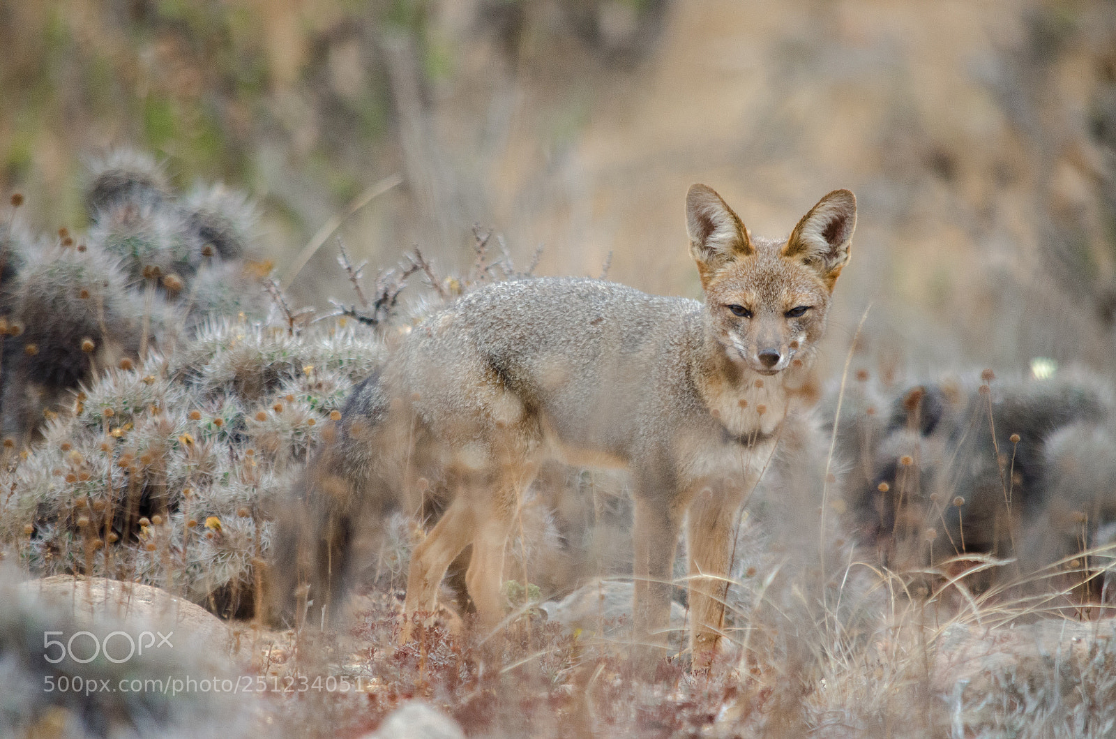 Nikon D5100 sample photo. Fox ii photography