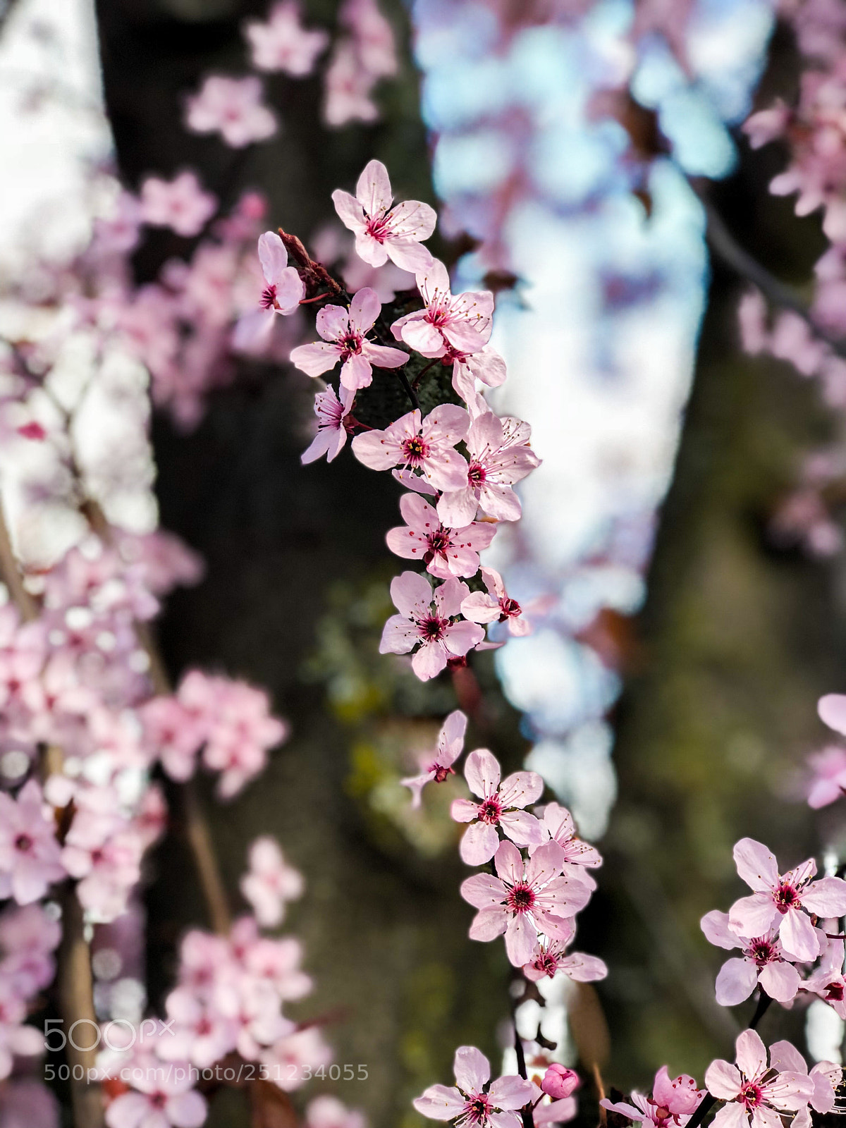 Apple iPhone 8 Plus sample photo. Spring colors photography