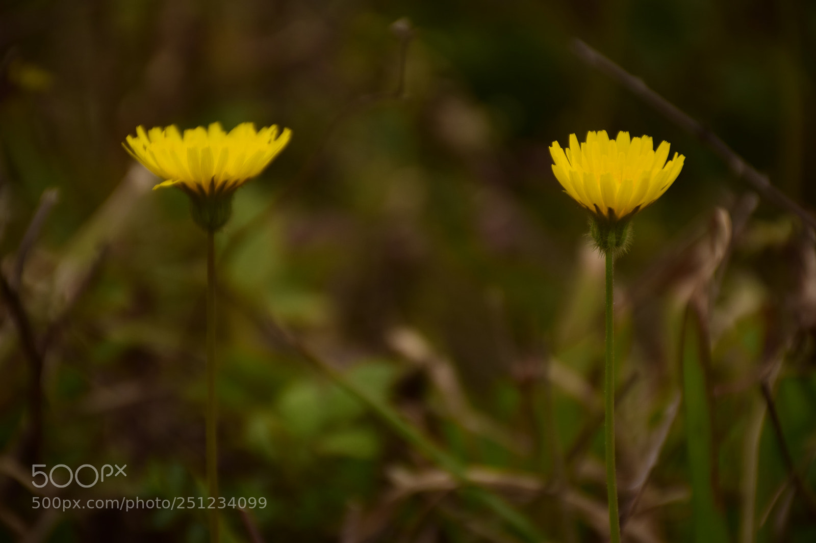 Nikon D5300 sample photo. Flowers photography