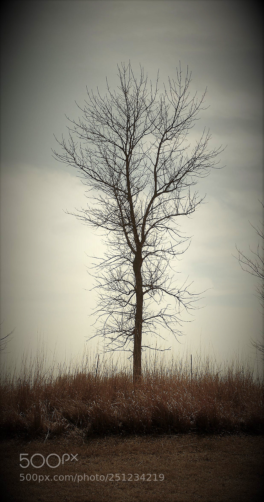 Canon EOS 500D (EOS Rebel T1i / EOS Kiss X3) sample photo. Vintage landscapes and trees photography