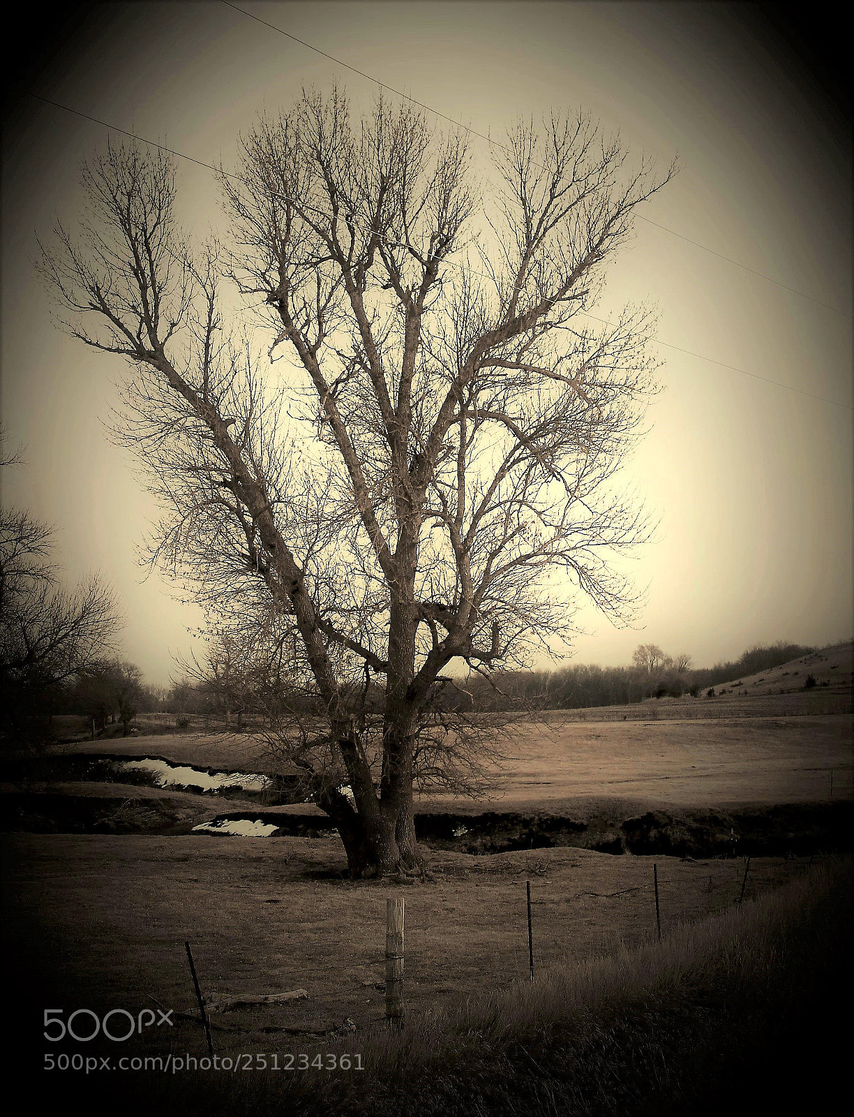 Canon EOS 500D (EOS Rebel T1i / EOS Kiss X3) sample photo. Vintage landscapes and trees photography