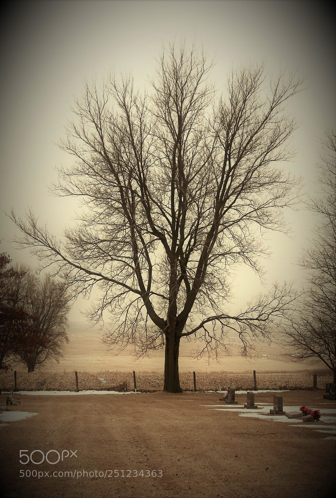 Canon EOS 500D (EOS Rebel T1i / EOS Kiss X3) sample photo. Vintage landscapes and trees photography