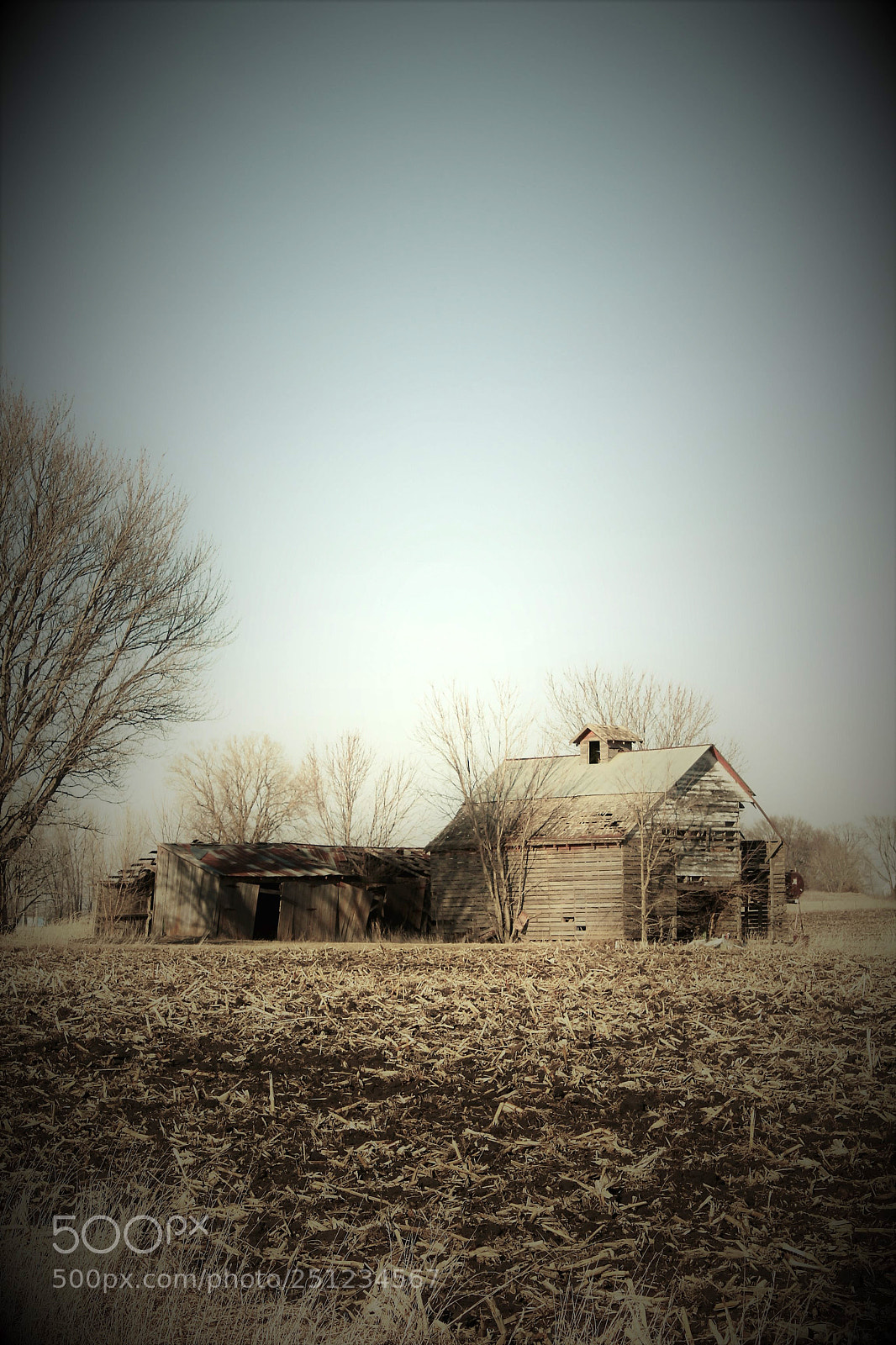 Canon EOS 500D (EOS Rebel T1i / EOS Kiss X3) sample photo. Vintage landscapes and trees photography