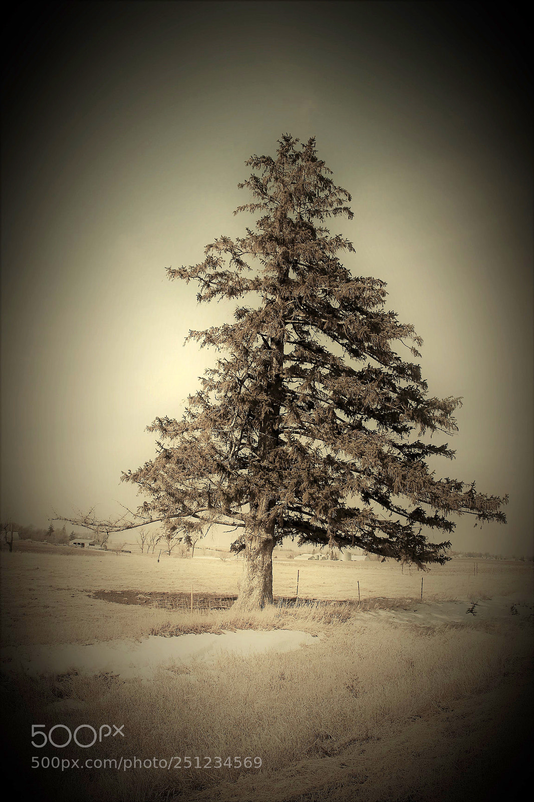 Canon EOS 500D (EOS Rebel T1i / EOS Kiss X3) sample photo. Vintage landscapes and trees photography