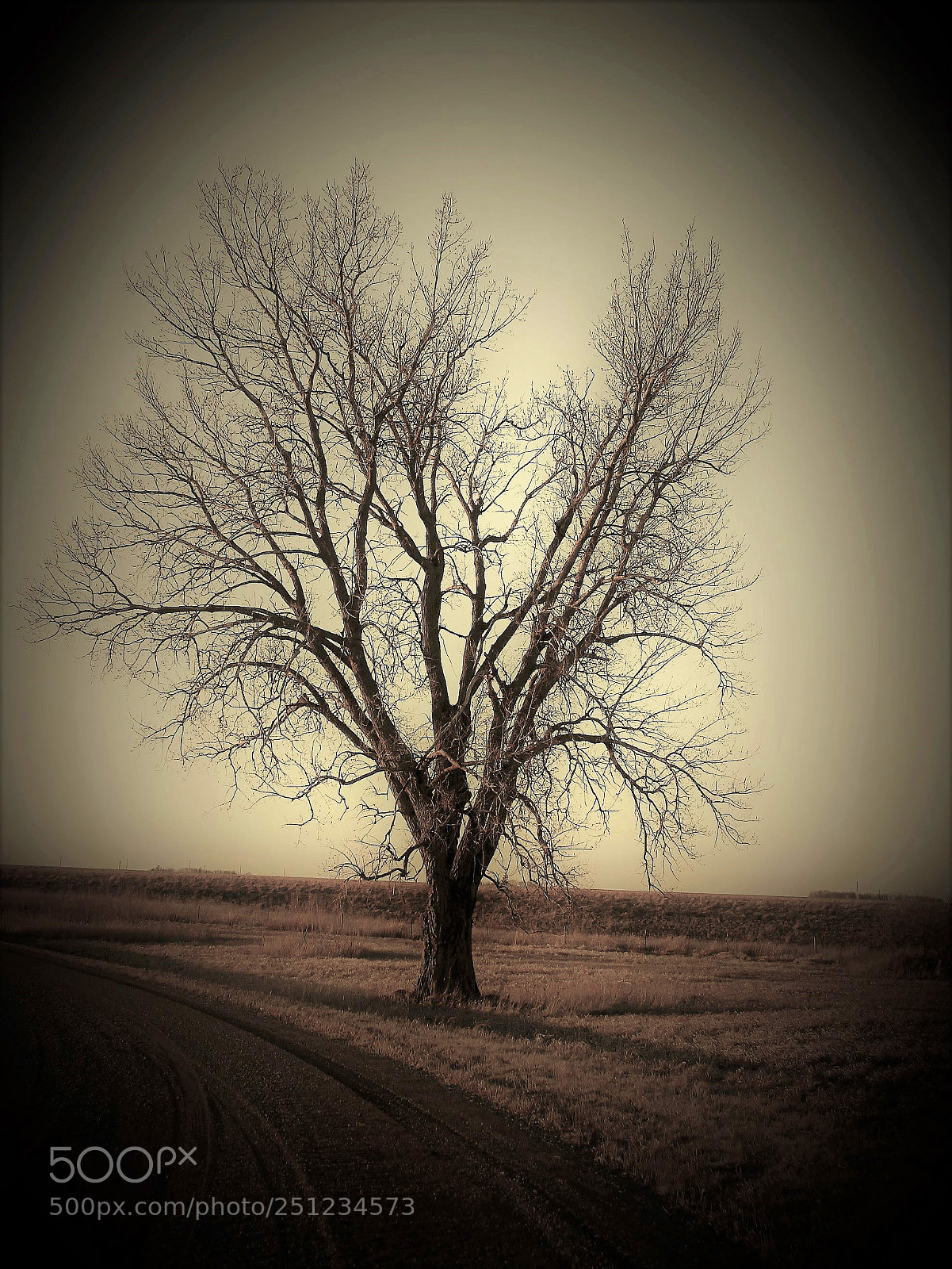 Canon EOS 500D (EOS Rebel T1i / EOS Kiss X3) sample photo. Vintage landscapes and trees photography