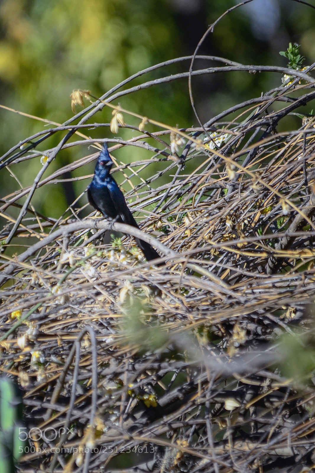 Nikon D7000 sample photo. Phainopepla photography