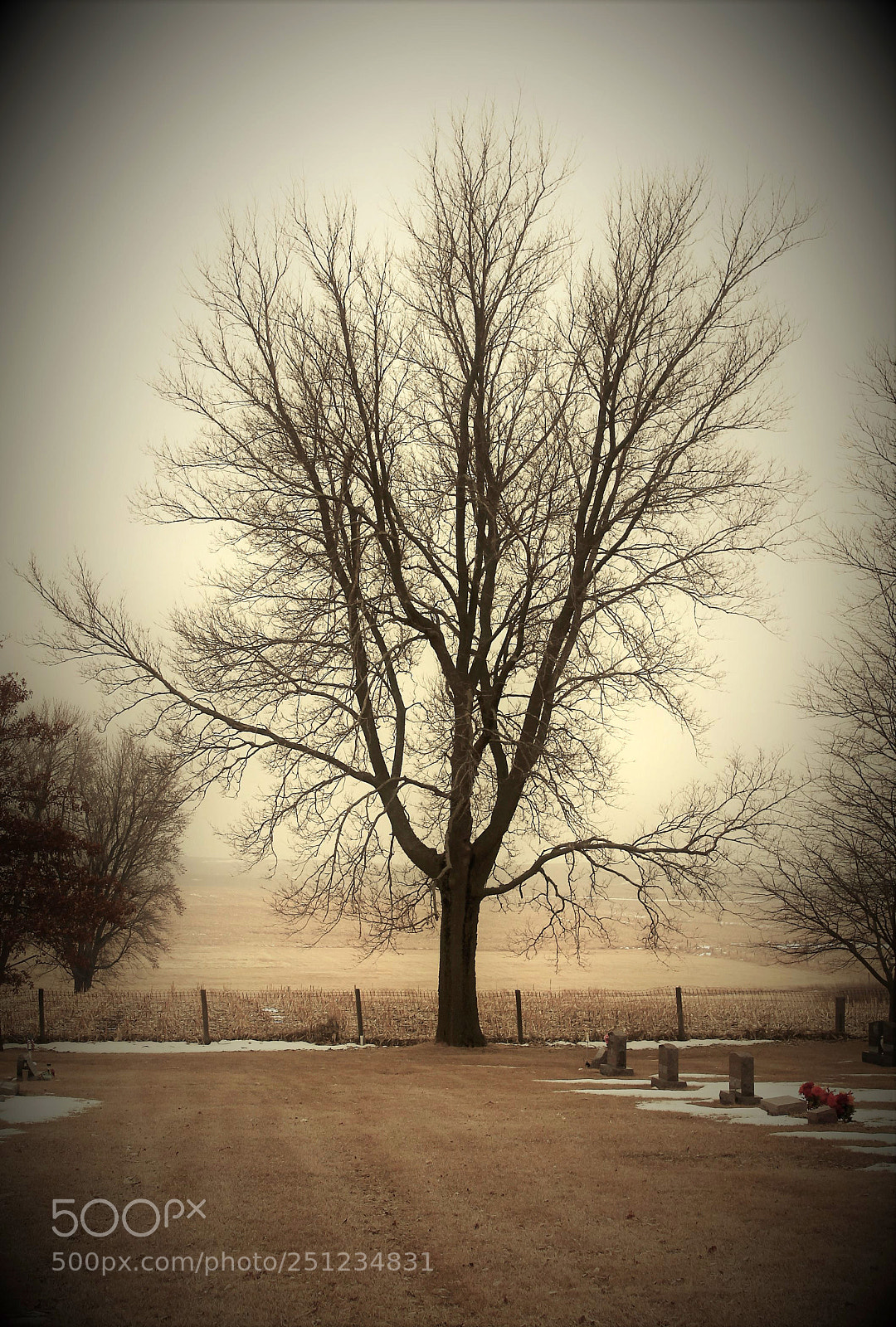 Canon EOS 500D (EOS Rebel T1i / EOS Kiss X3) sample photo. Vintage landscapes and trees photography