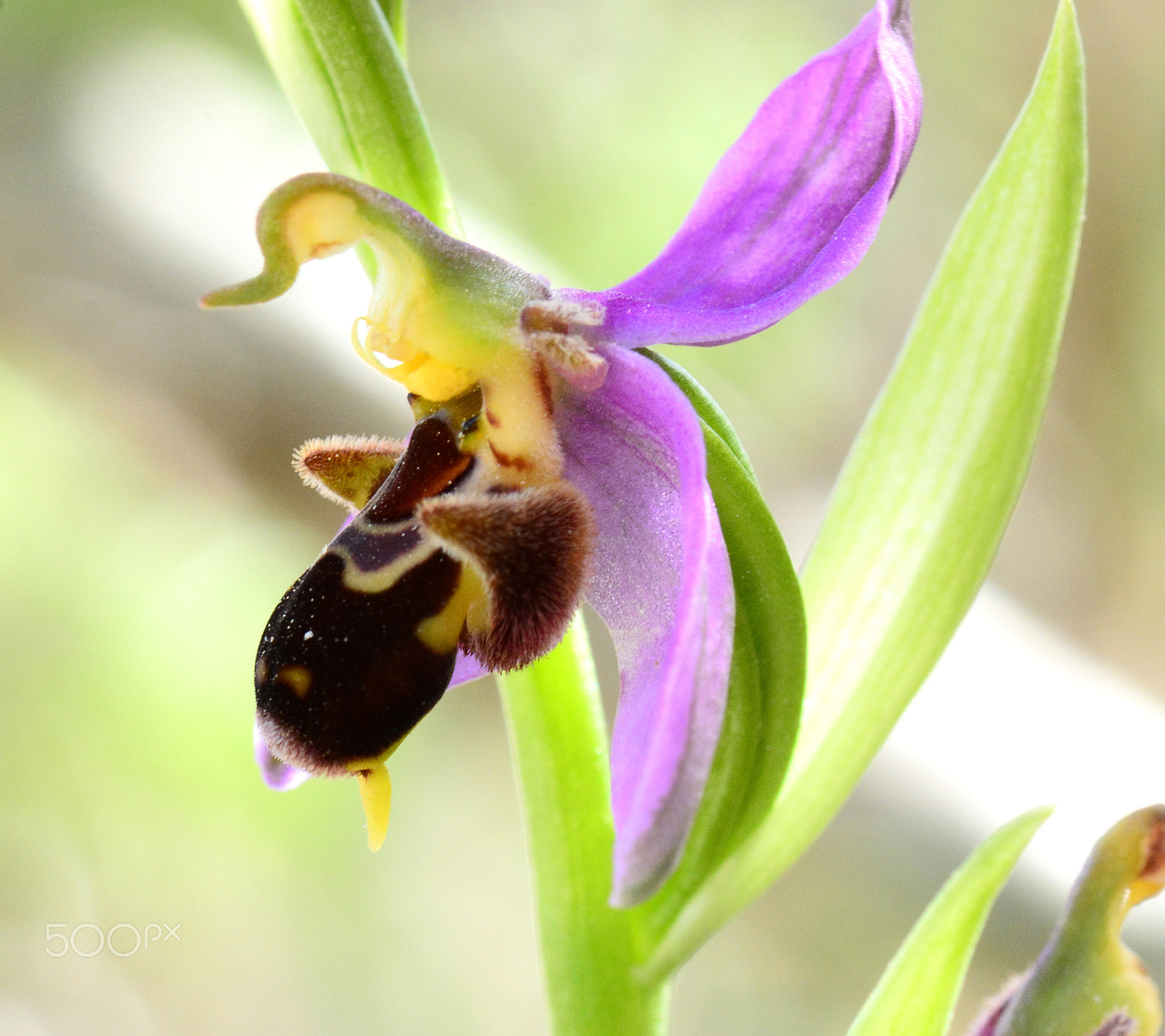 Nikon AF-S Micro-Nikkor 105mm F2.8G IF-ED VR sample photo