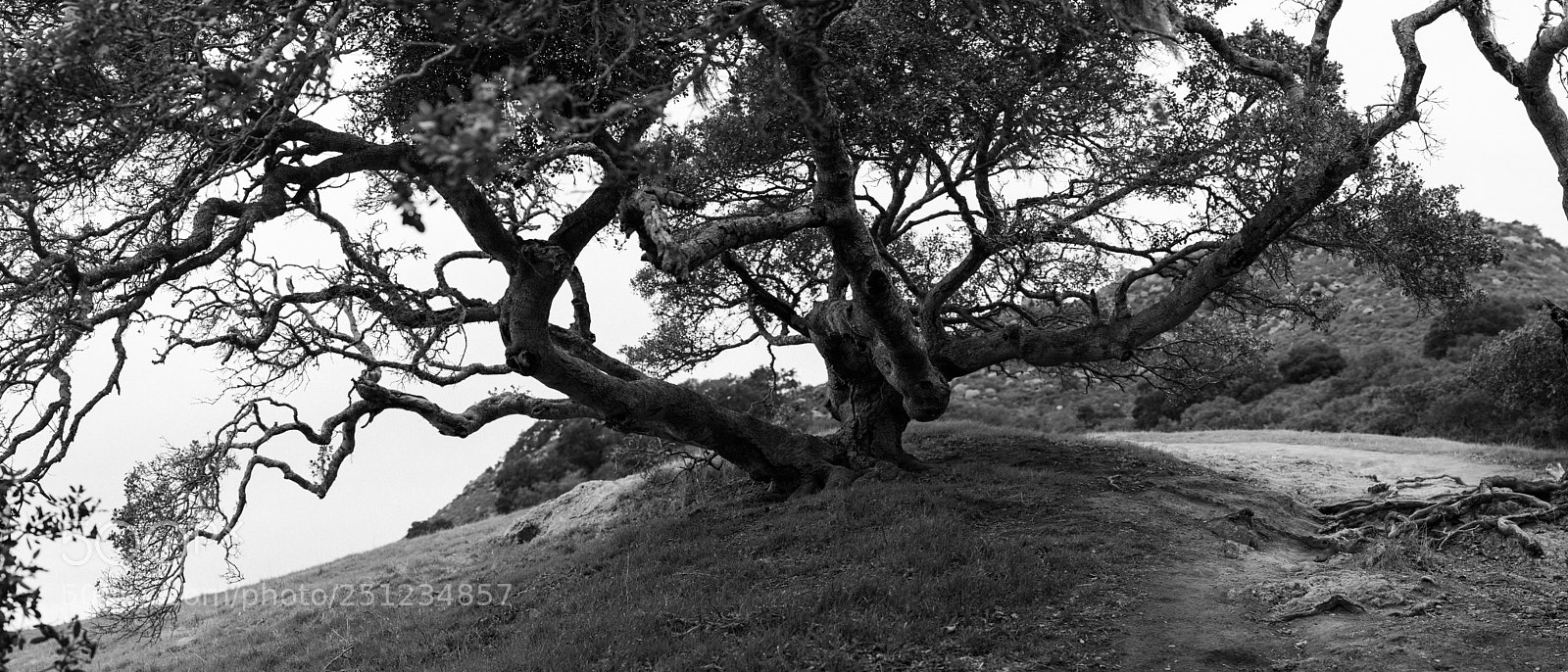Nikon D800 sample photo. Bishops peak tree photography
