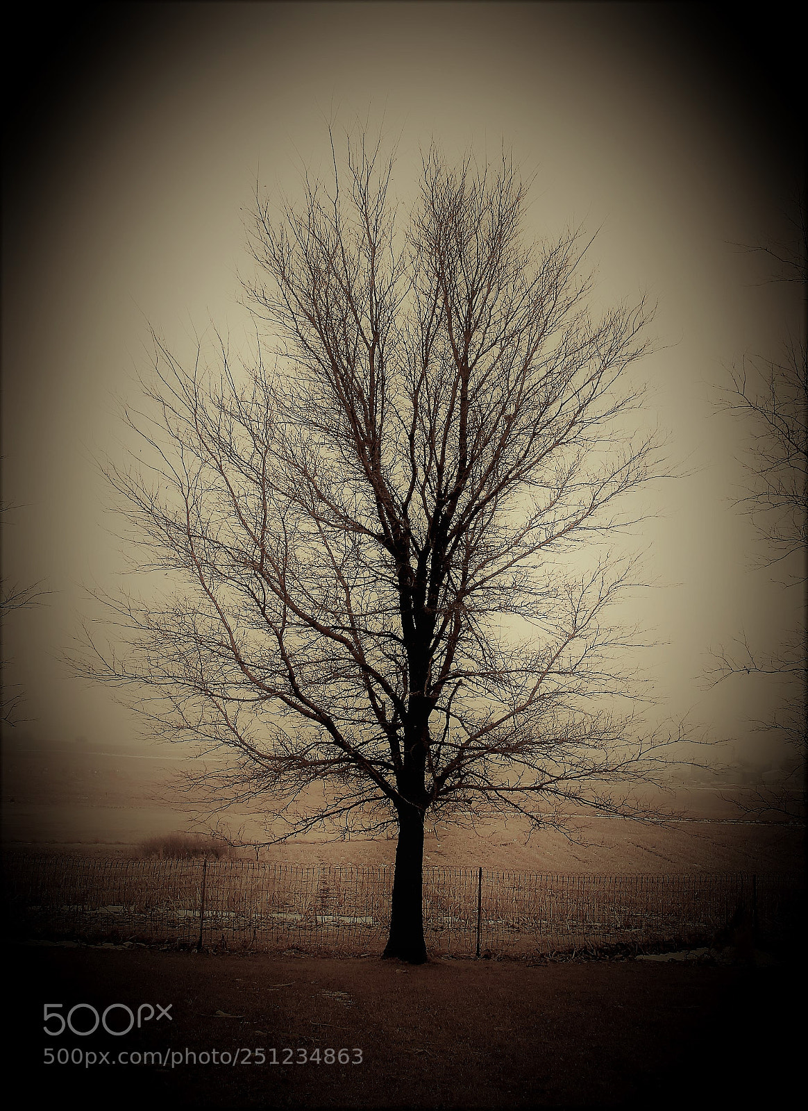 Canon EOS 500D (EOS Rebel T1i / EOS Kiss X3) sample photo. Vintage landscapes and trees photography