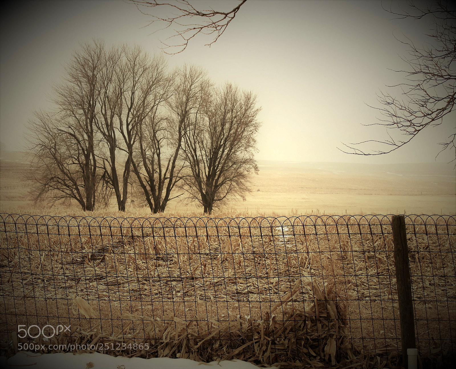 Canon EOS 500D (EOS Rebel T1i / EOS Kiss X3) sample photo. Vintage landscapes and trees photography