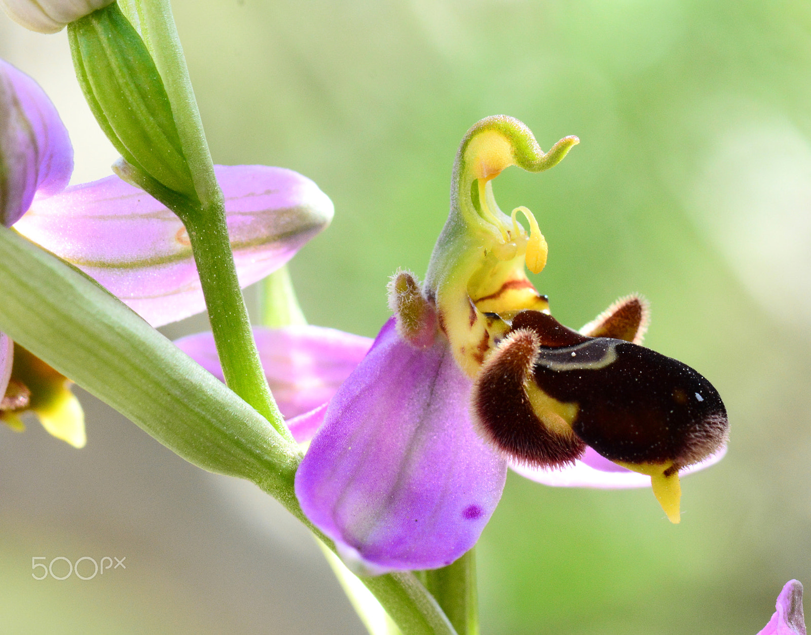 Nikon AF-S Micro-Nikkor 105mm F2.8G IF-ED VR sample photo