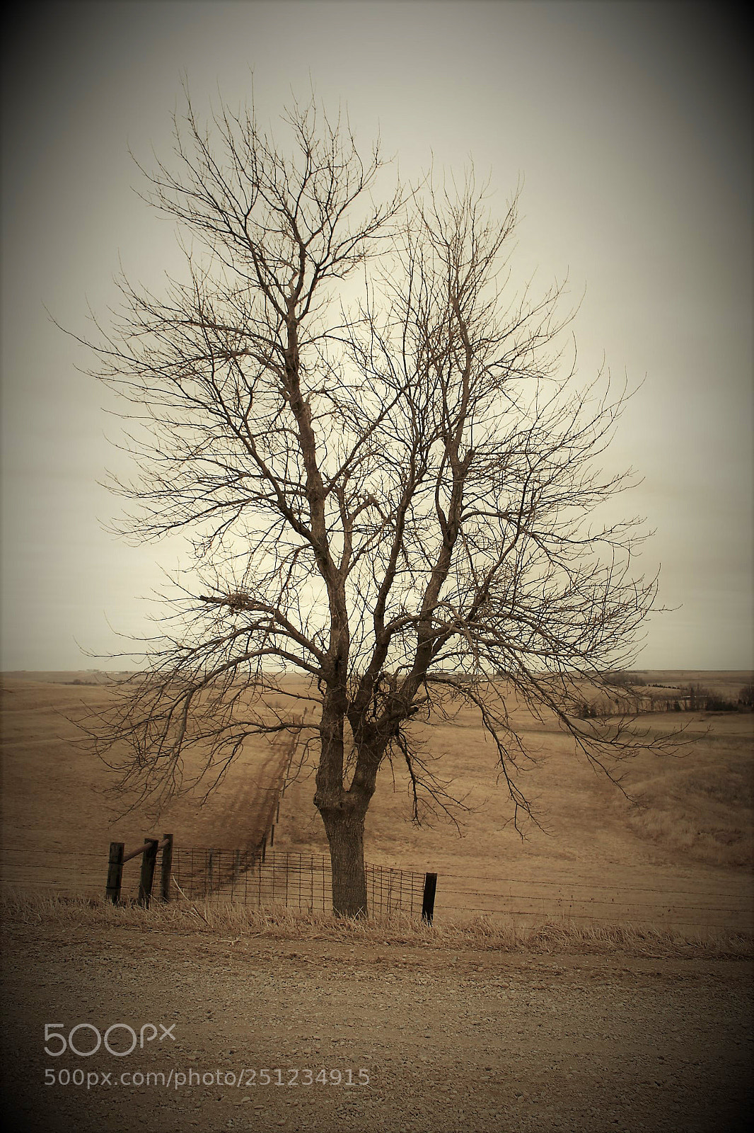 Canon EOS 500D (EOS Rebel T1i / EOS Kiss X3) sample photo. Vintage landscapes and trees photography