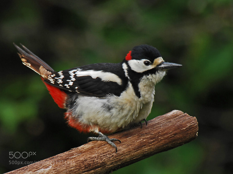 Nikon D2X sample photo. Woodpecker photography