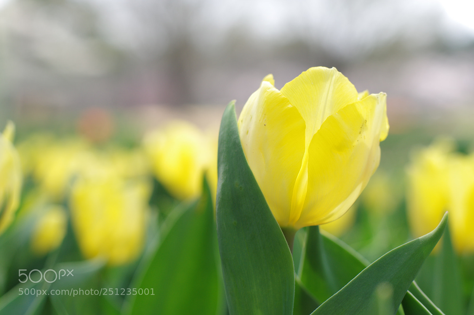 Pentax K-3 sample photo. “the resolution of romance......” photography