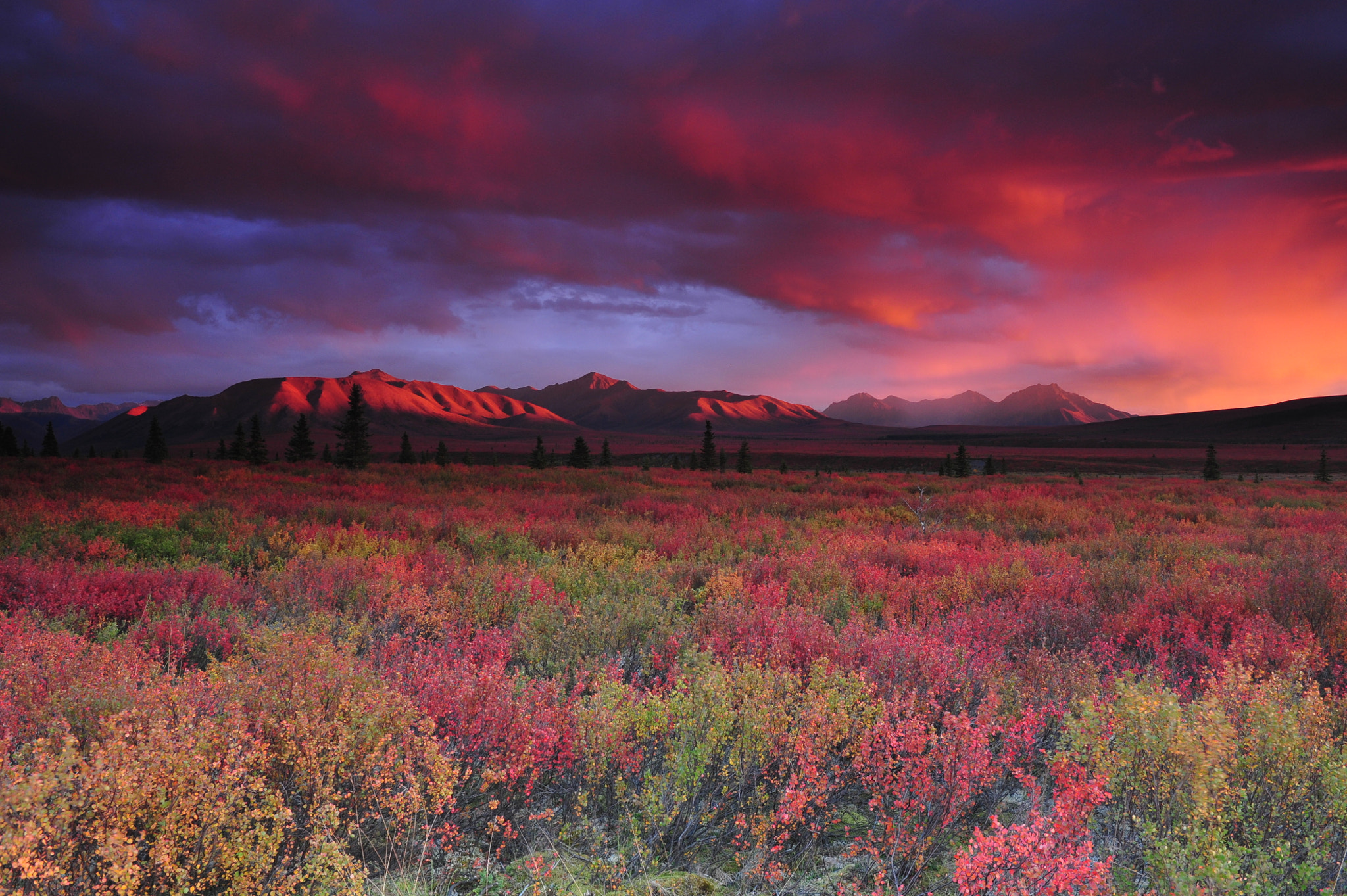 Nikon AF-S Nikkor 24-70mm F2.8G ED sample photo. Denali's colorful sunset after storm photography