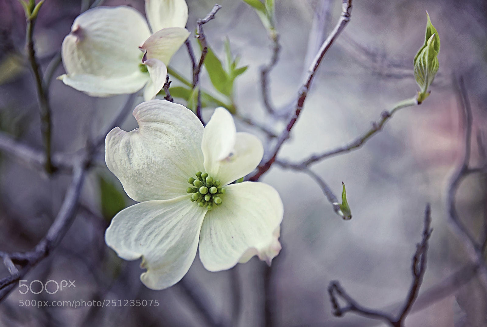 Nikon D800E sample photo. White dogwood photography