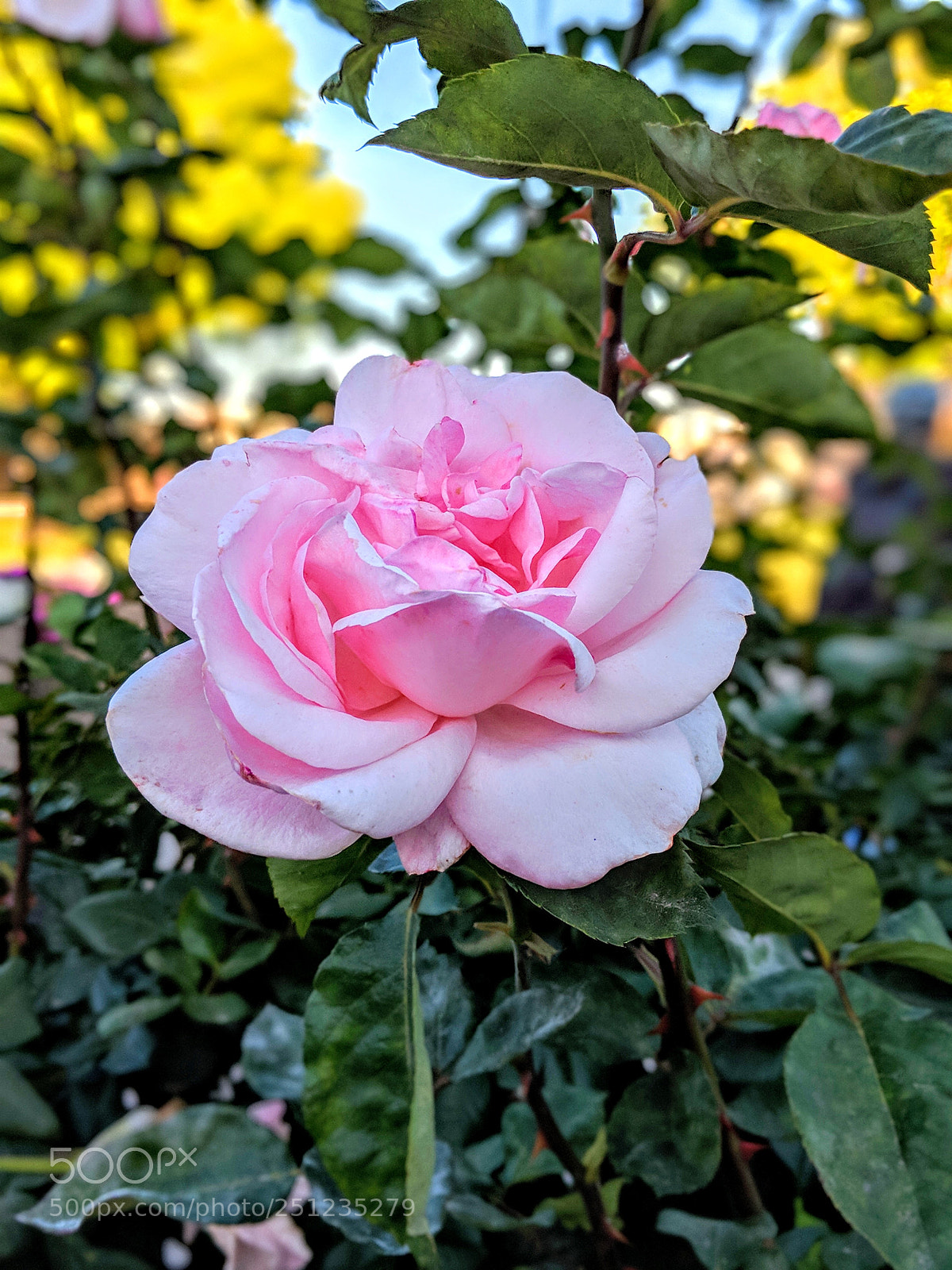 Google Pixel 2 XL sample photo. Untitled photography
