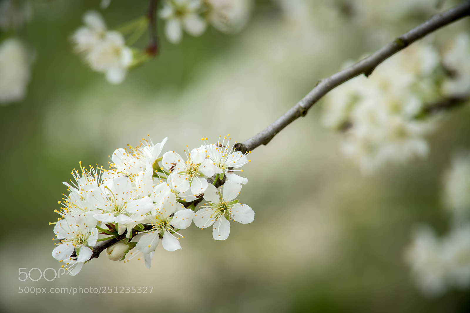 Sony a7R III sample photo. Blooming mexican plum photography
