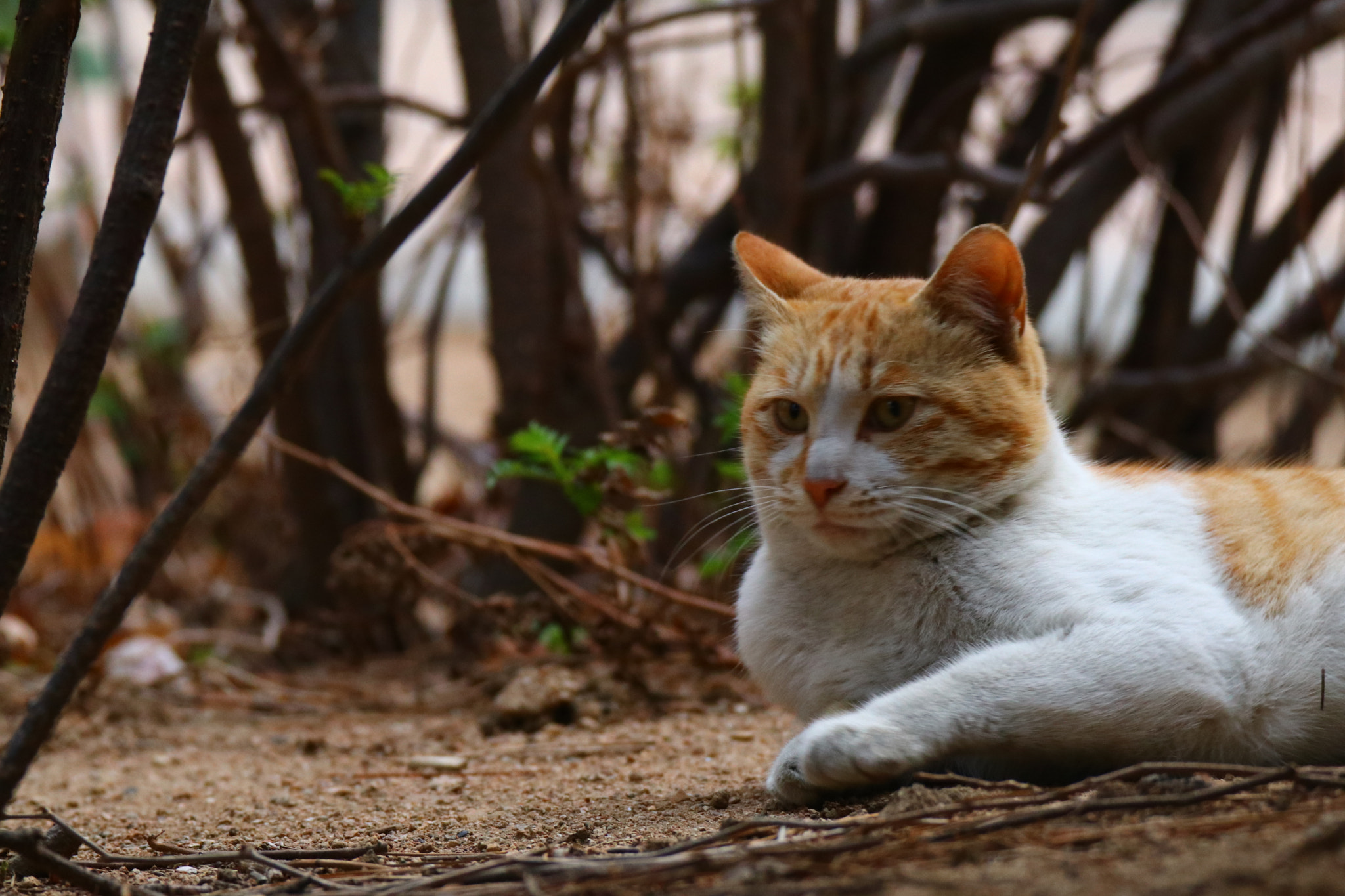 Tamron SP 150-600mm F5-6.3 Di VC USD sample photo. 懒懒猫儿an early morning cat photography