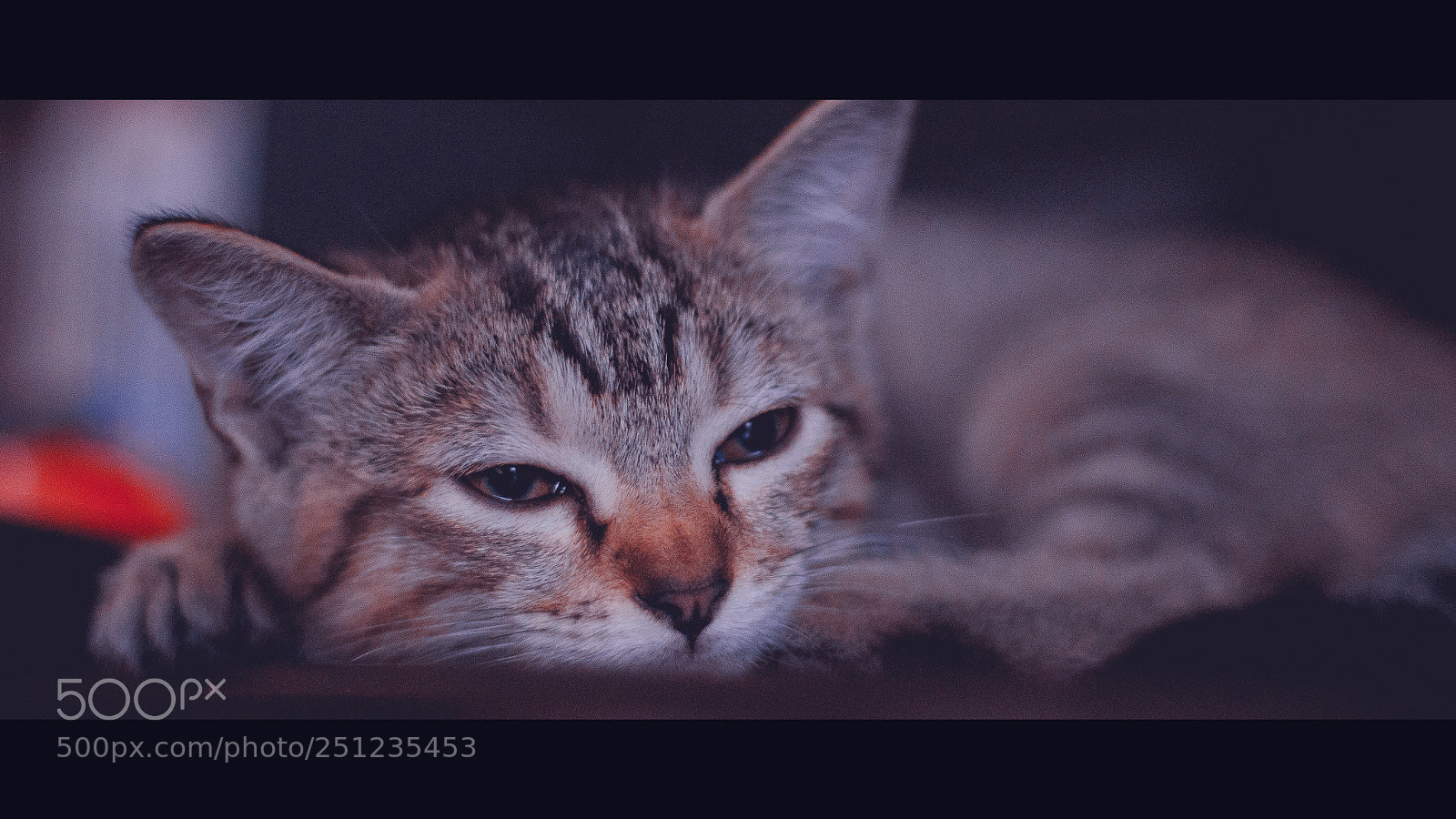Canon EOS 700D (EOS Rebel T5i / EOS Kiss X7i) sample photo. Catineo photography