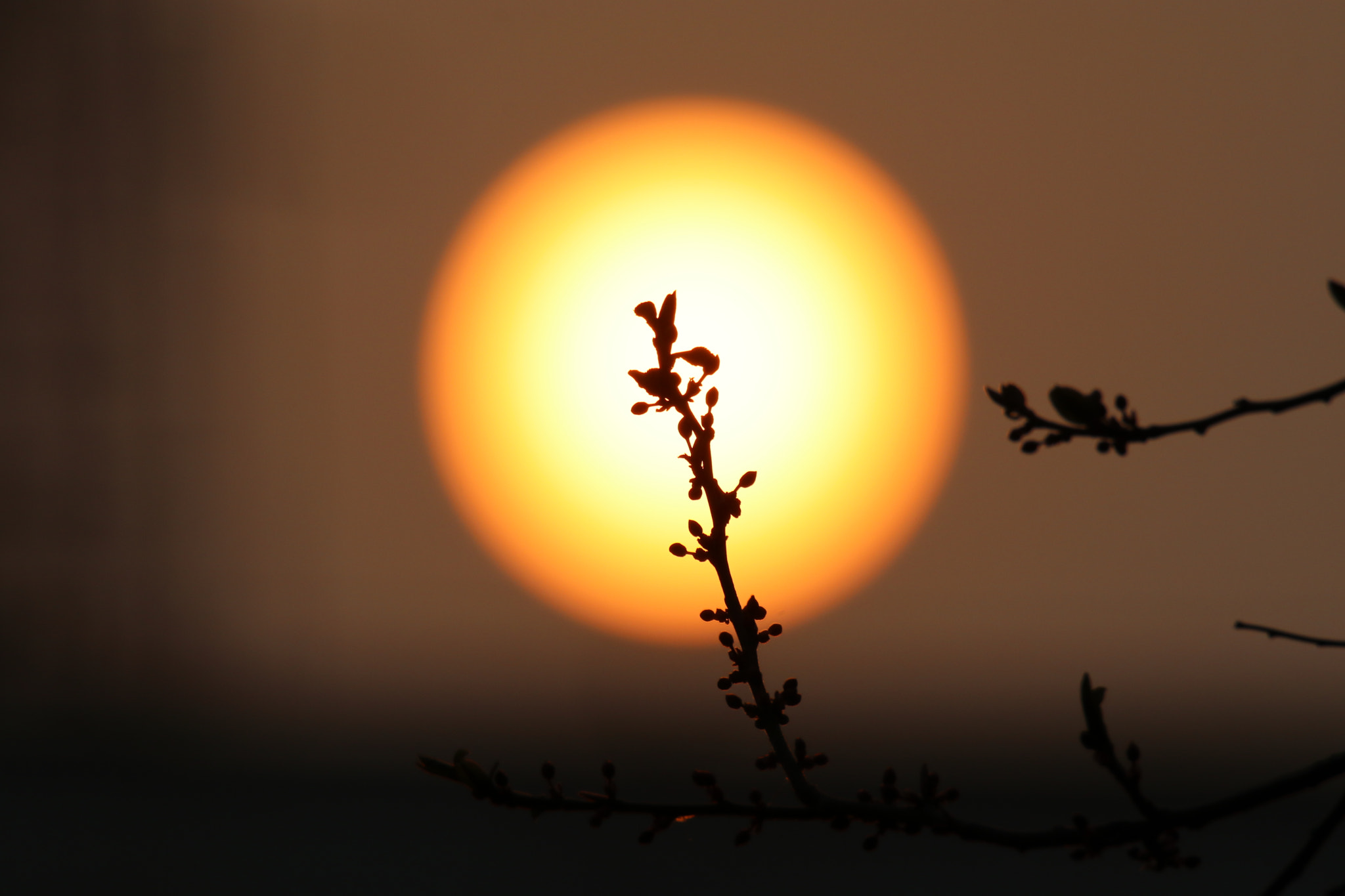 Tamron SP 150-600mm F5-6.3 Di VC USD sample photo. 光中的成长growth in light photography