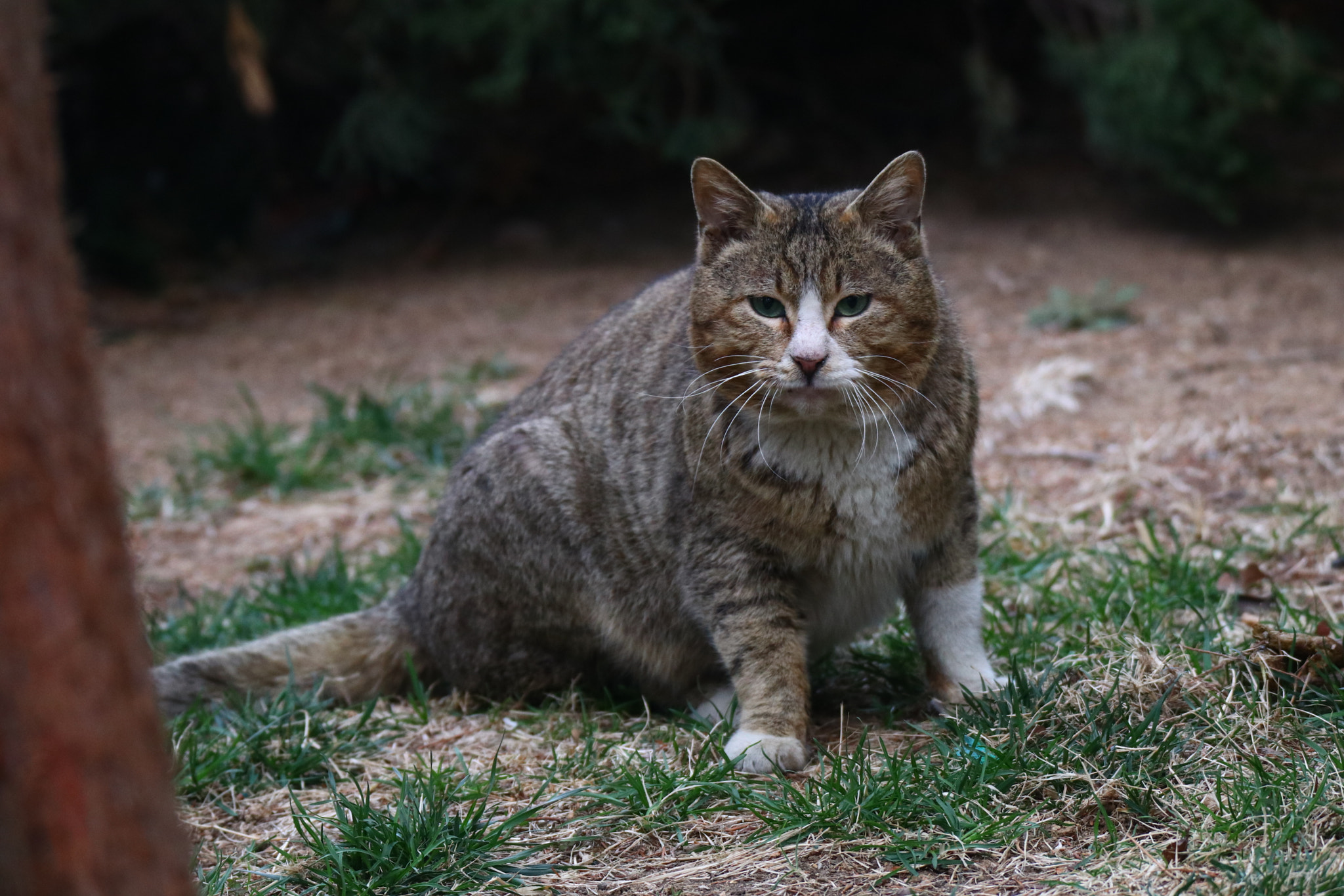 Tamron SP 150-600mm F5-6.3 Di VC USD sample photo. 清晨懒懒的猫儿in the morning with a sleepy cat photography