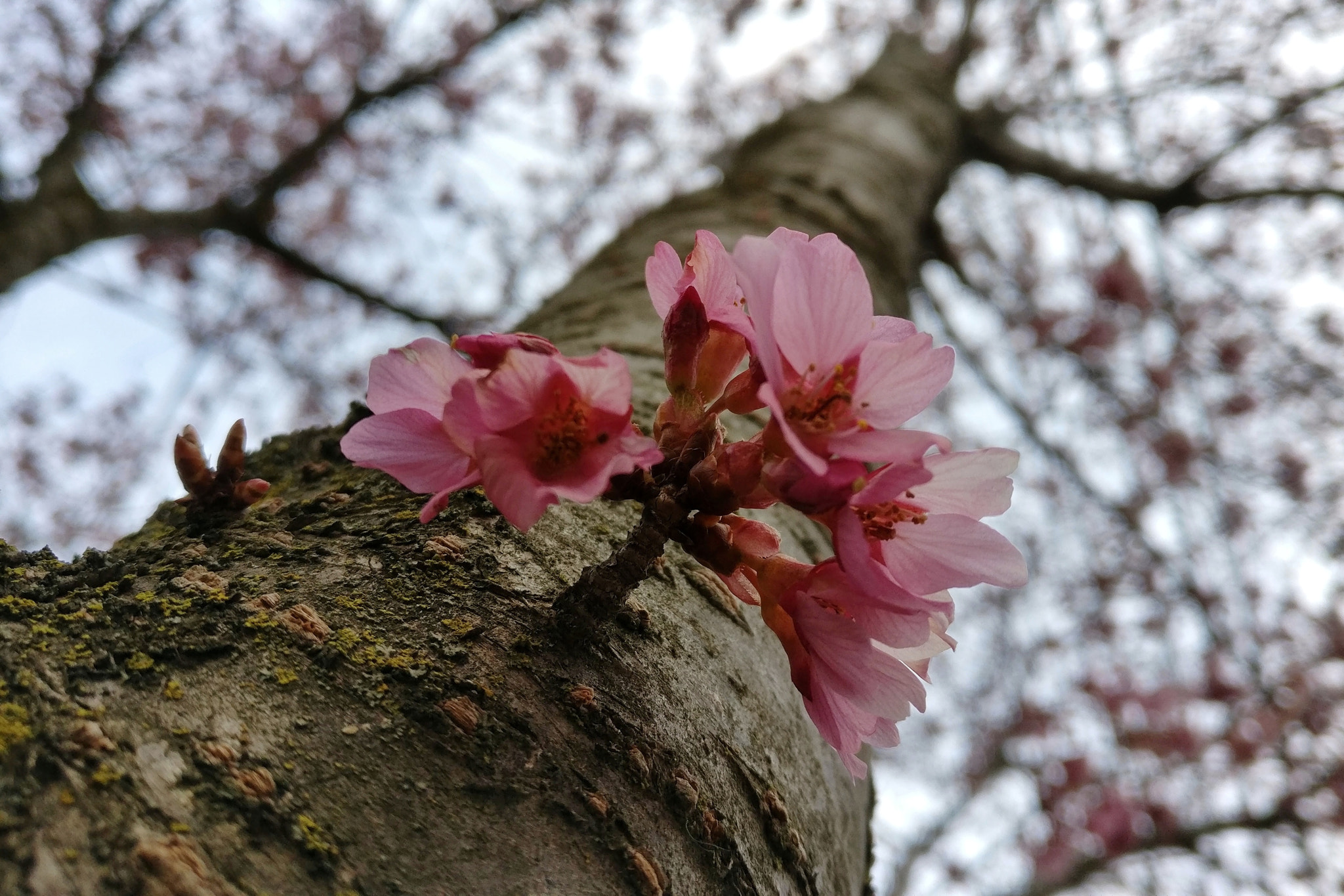 OnePlus A3000 sample photo. Spring sky photography
