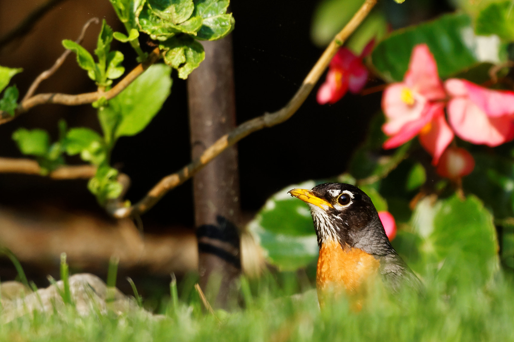 Canon EF 100-400mm F4.5-5.6L IS USM sample photo. Spring has arrived photography