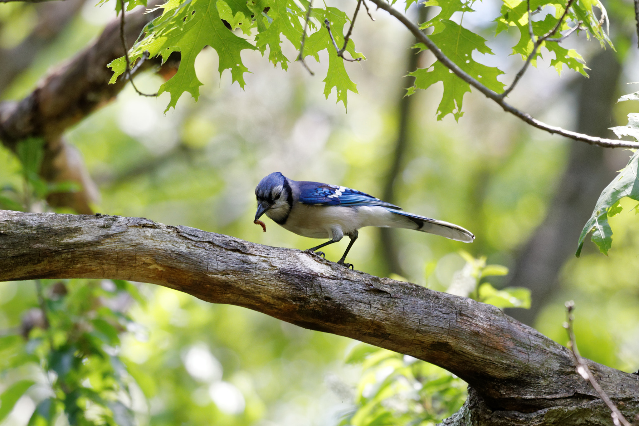 Canon EF 100-400mm F4.5-5.6L IS USM sample photo. Early bird gets the worm photography